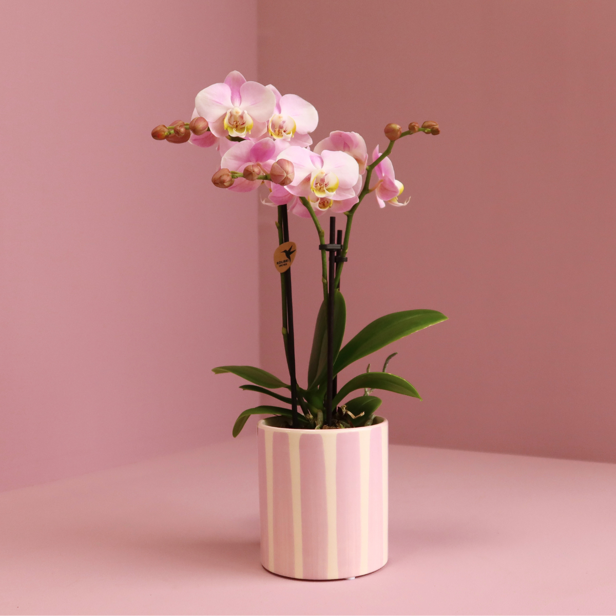 Rosa Orchidee Portugal im Stripe-Topf Rosa – Pflanzfix24.de - Pflanzfix24.de