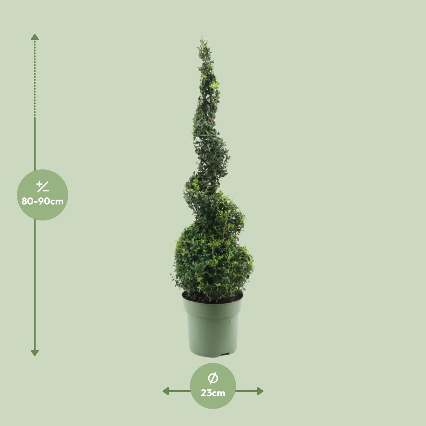 Buxus Semp. Spiral 70cm - Ø23cm - ↕90cm bei Pflanzfix24