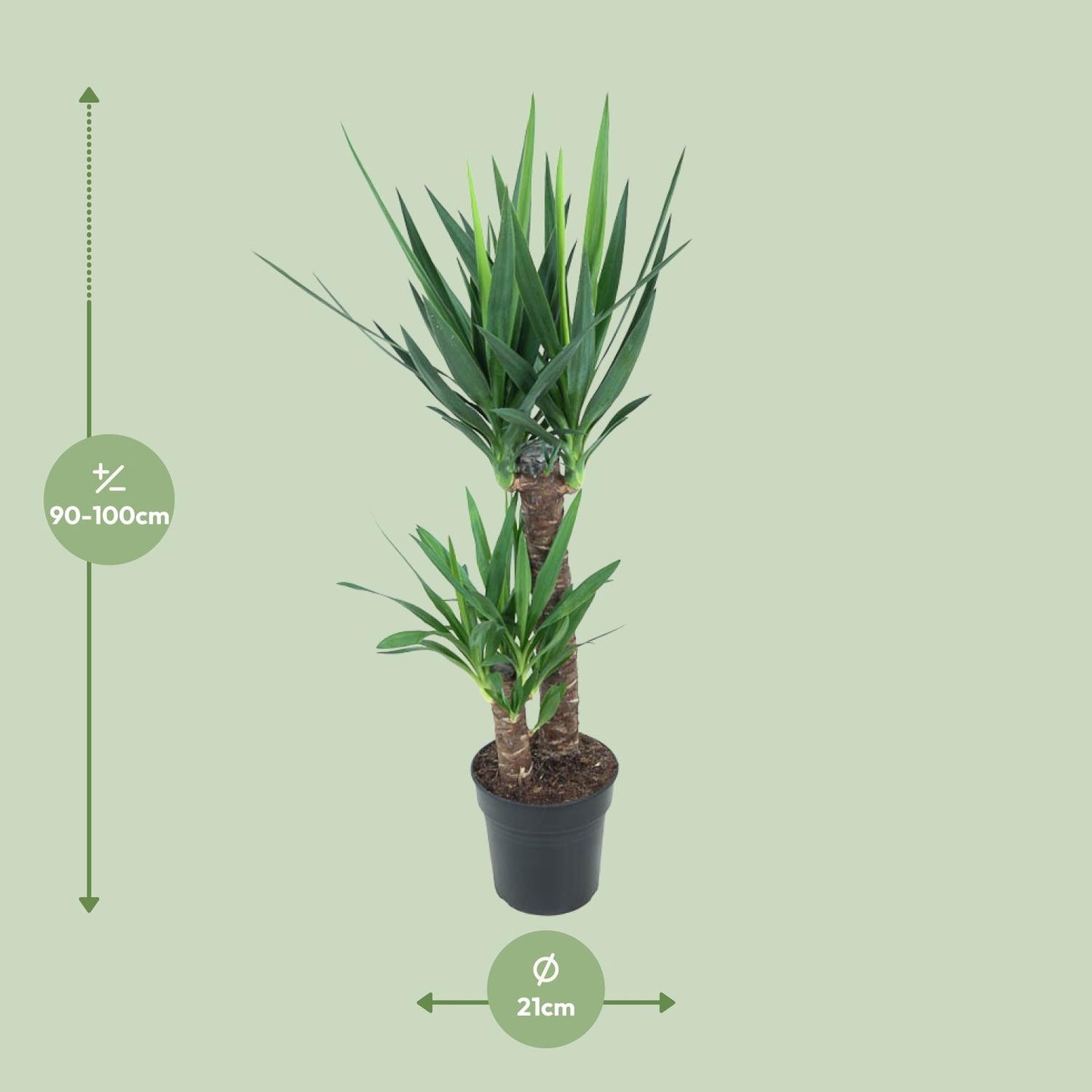 Yucca Elephantipes 100cm Ø21cm – Pflegeleichte Zimmerpflanze | Pflanzfix24.de - Pflanzfix24.de