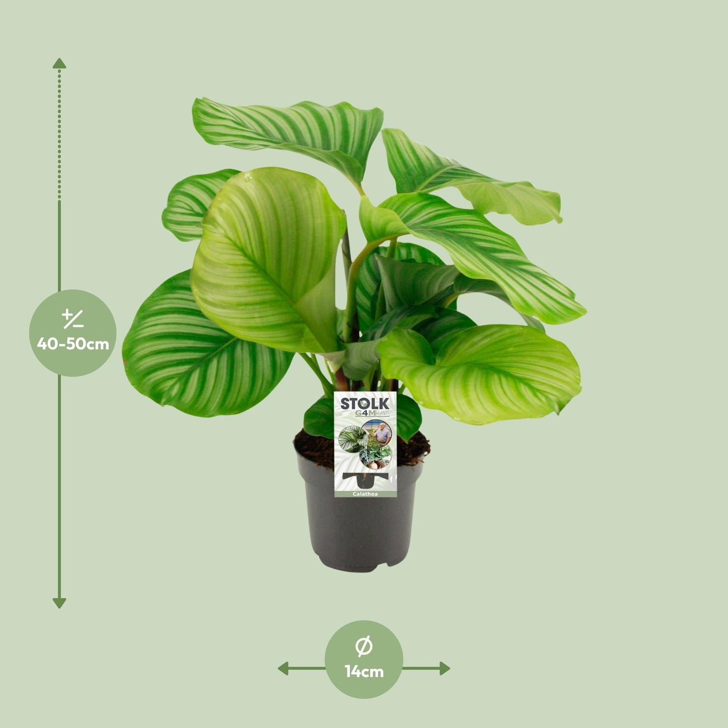 Calathea Orbifolia - Ø50cm - ↕14cm bei Pflanzfix24.de - Pflanzfix24.de