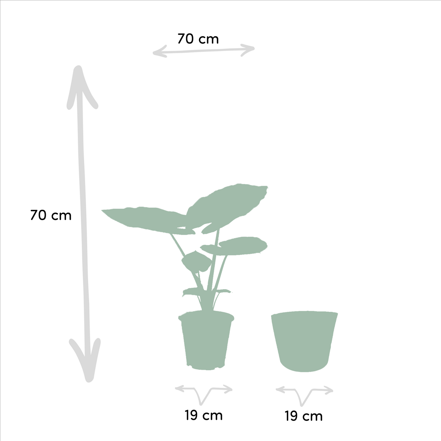Strelitzia Nicolai & Alocasia Macrorrhiza Zimmerpflanzen-Set mit Korb Igmar - Pflanzfix24
