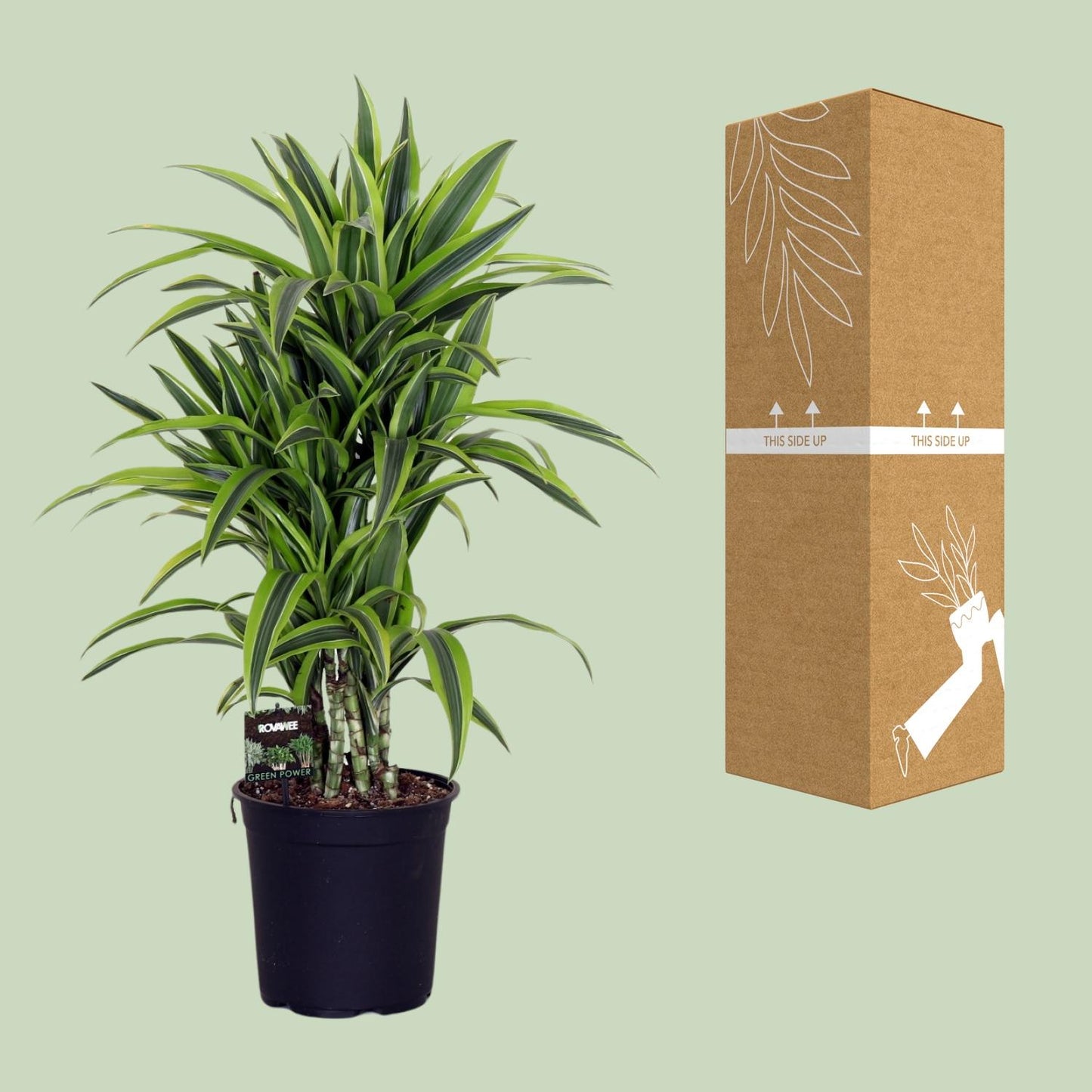 Dracaena Fragr. Lemon Lime - Ø24cm - ↕100cm - Pflanzfix24