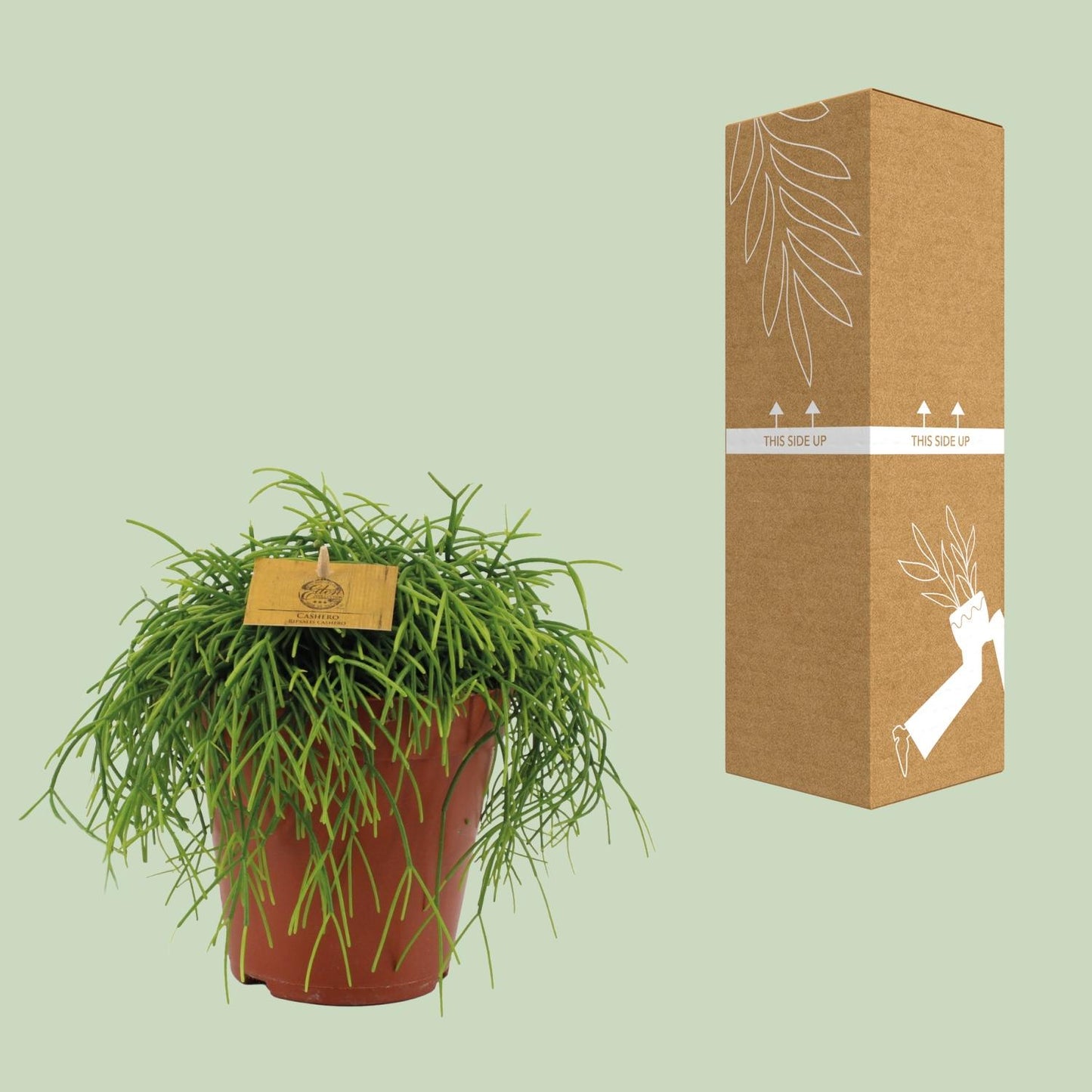 Rhipsalis Cashero - Zimmerpflanze - pflanzfix24