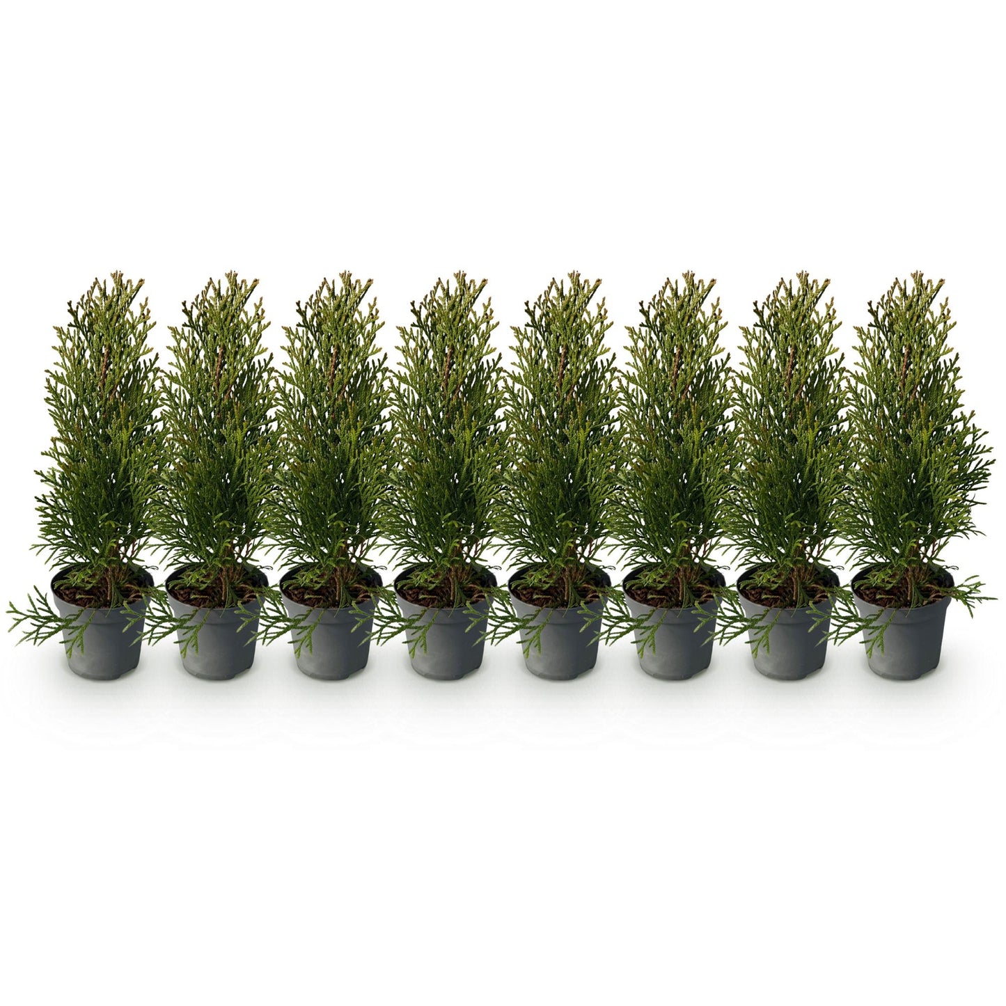 GreenboutiQ - Thuja occidentalis Smaragd Heckenpflanze - 8 Pflanzen - Pflanzfix24.de - Pflanzfix24.de