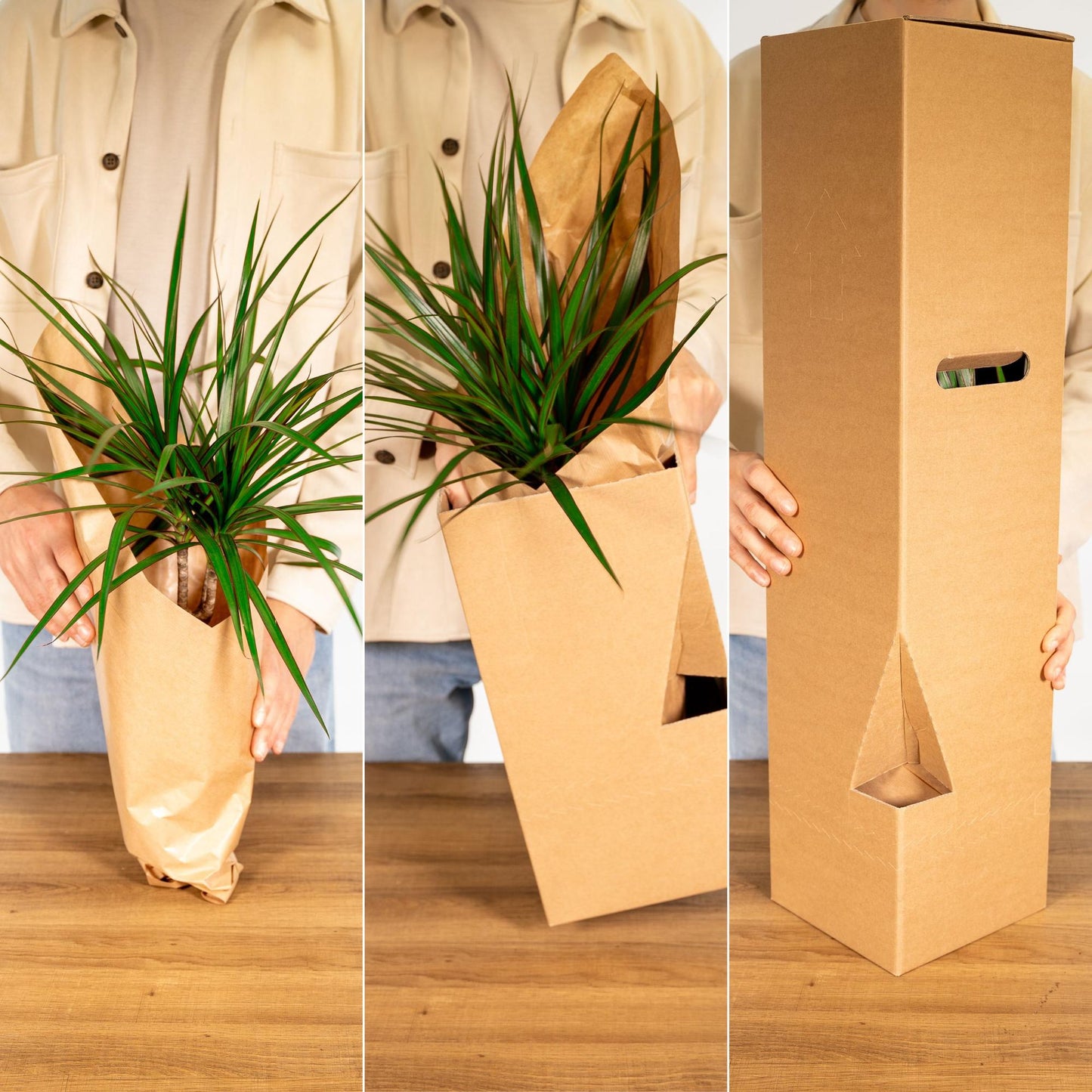 Calathea Triostar - Pfauenpflanzet - Ø19cm - ↕70cm