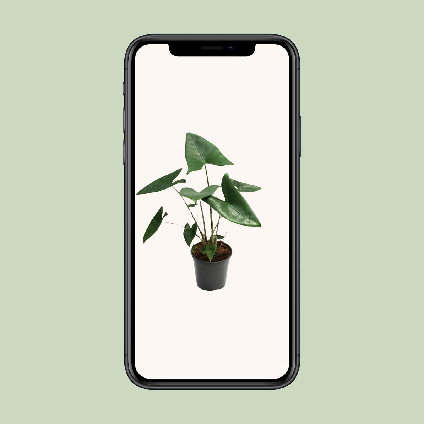 Alocasia Zebrina - Ø21cm - ↕80cm bei Pflanzfix24