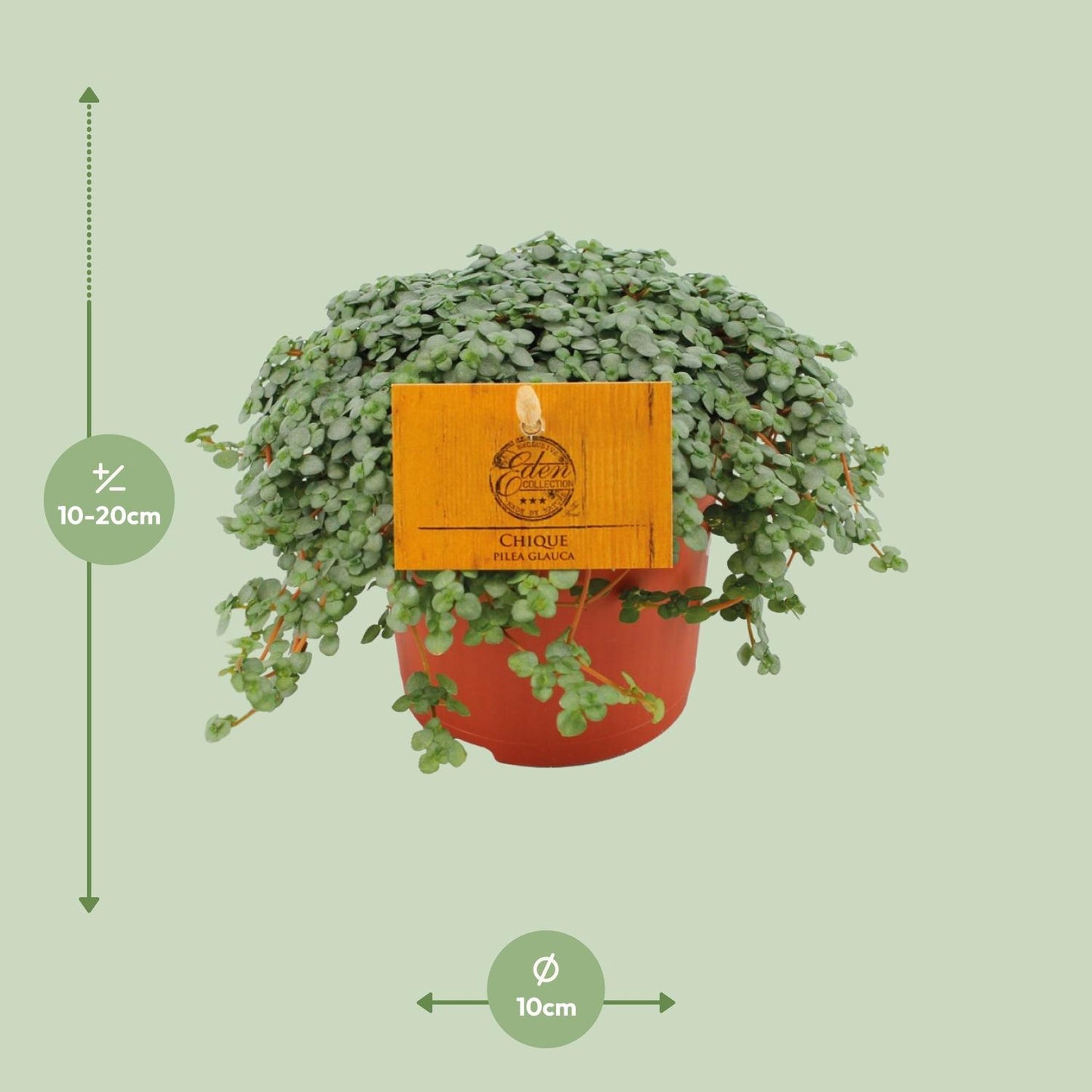 Pilea Glauca Ø11cm – Elegante Zimmerpflanze | Pflanzfix24.de - Pflanzfix24.de