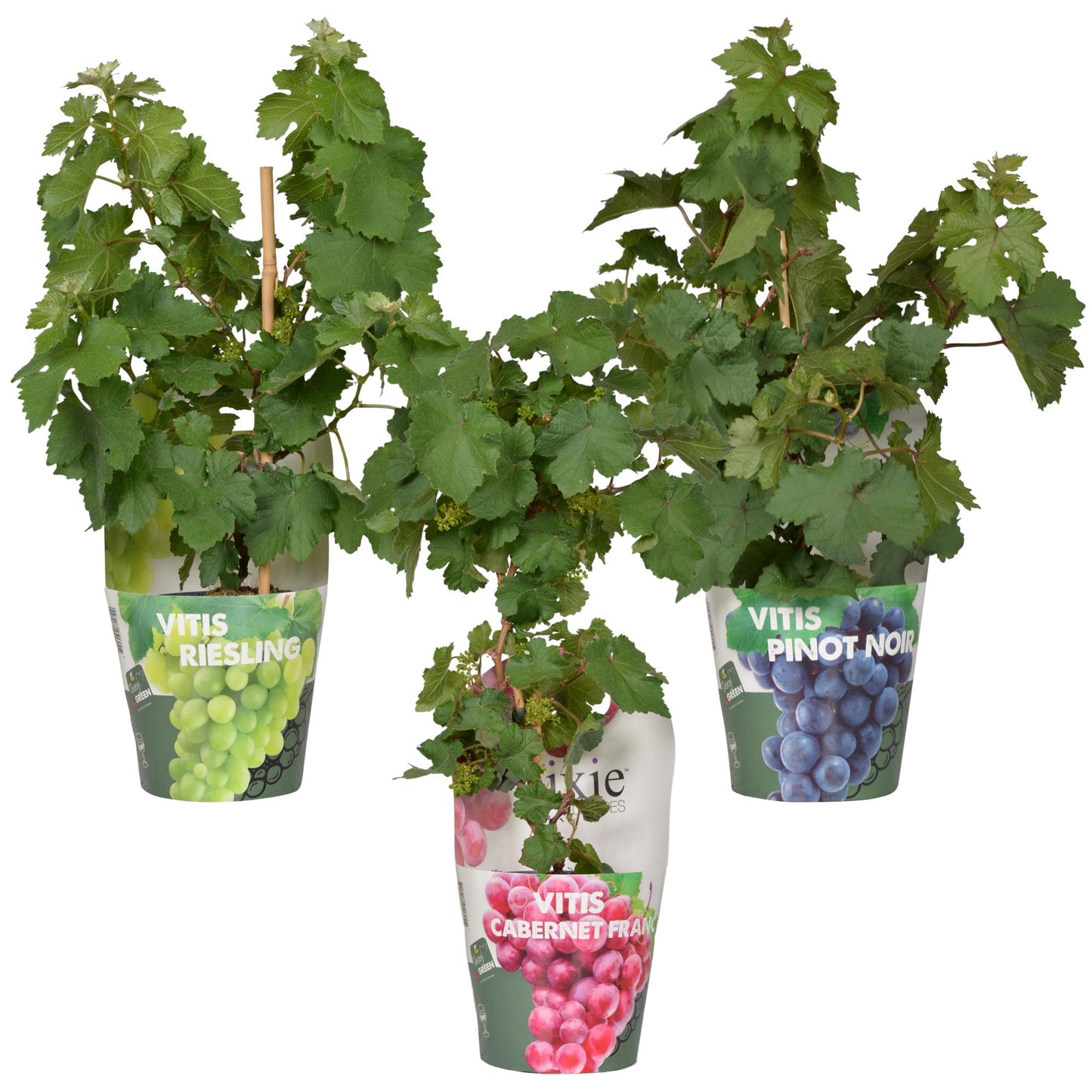 3x - Vitis Pixie mix - ↨30cm - Ø14 - Pflanzfix24