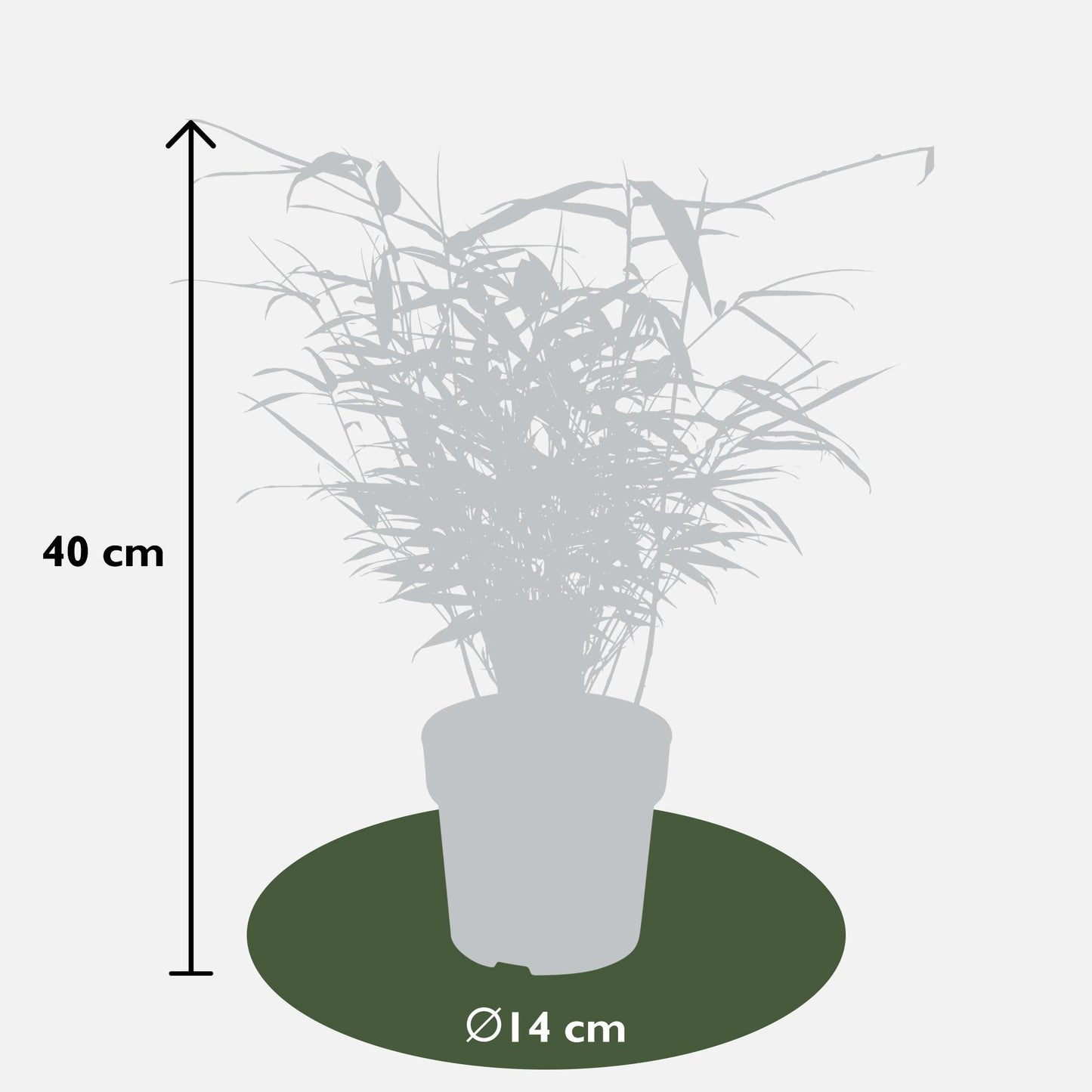 12x - Fargesia rufa - ↨40cm - Ø14 - Pflanzfix24