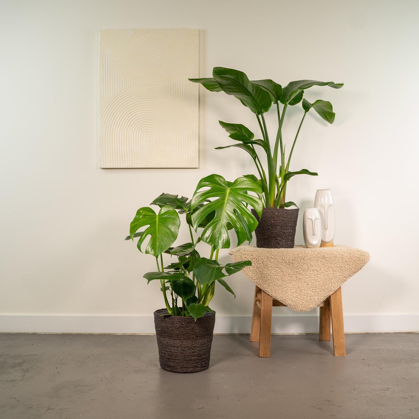 Strelitzia Nicolai & Monstera Deliciosa Set mit Korb Igmar - Pflanzfix24