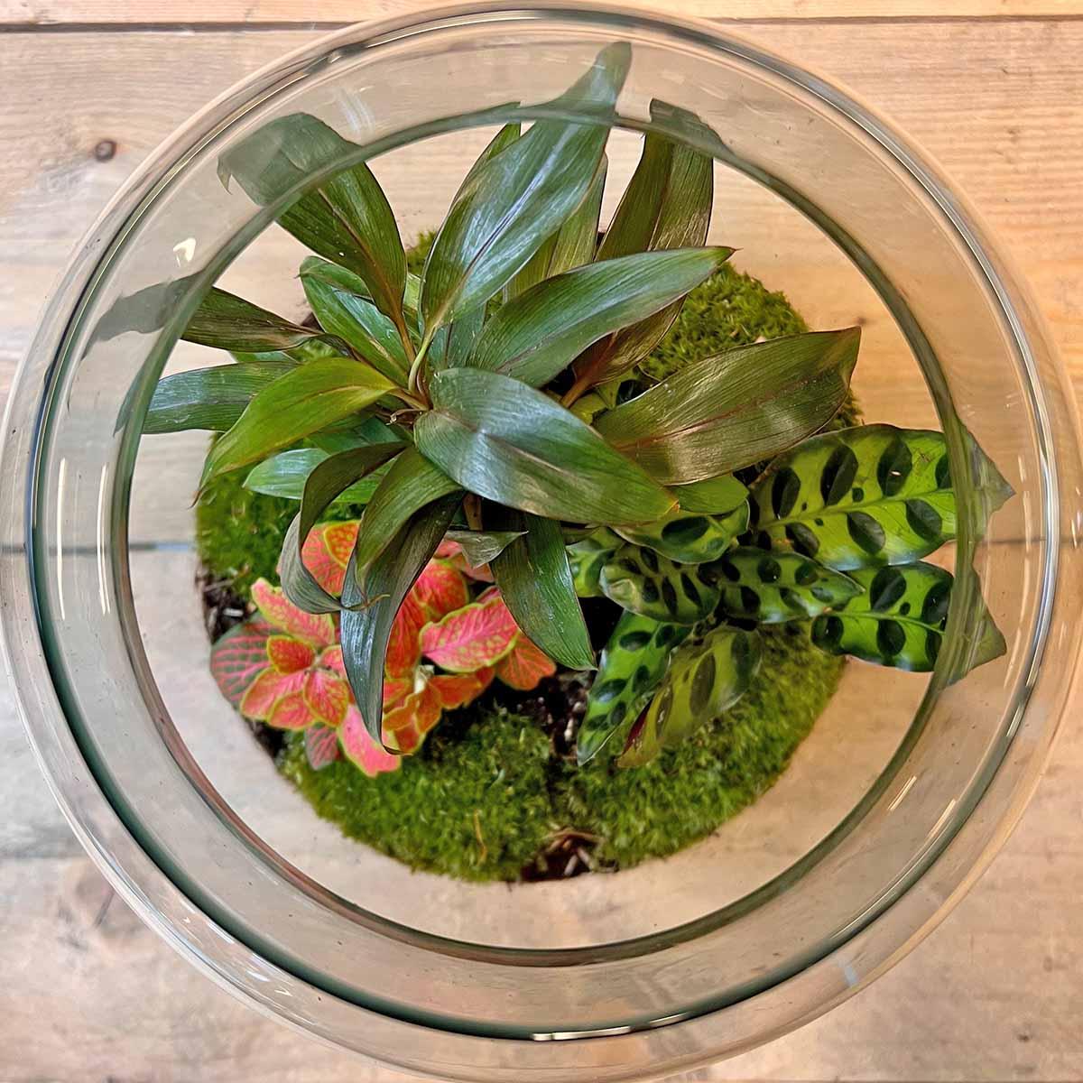 DIY Terrarium - Milky Palm - ↕ 30 cm - Pflanzfix24.de - Pflanzfix24.de