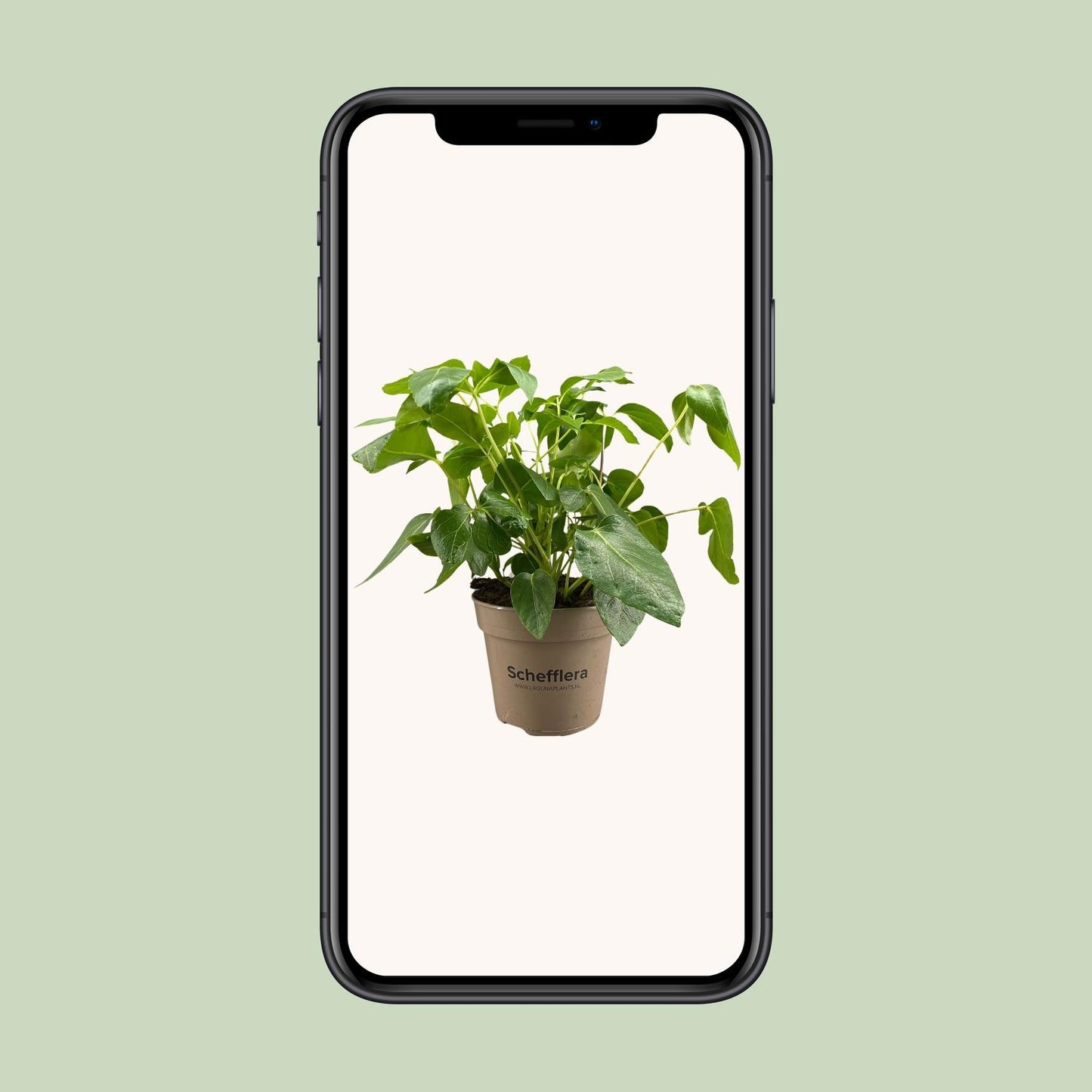 Schefflera Artinolphylla - Ø15cm - ↕45cm bei Pflanzfix24