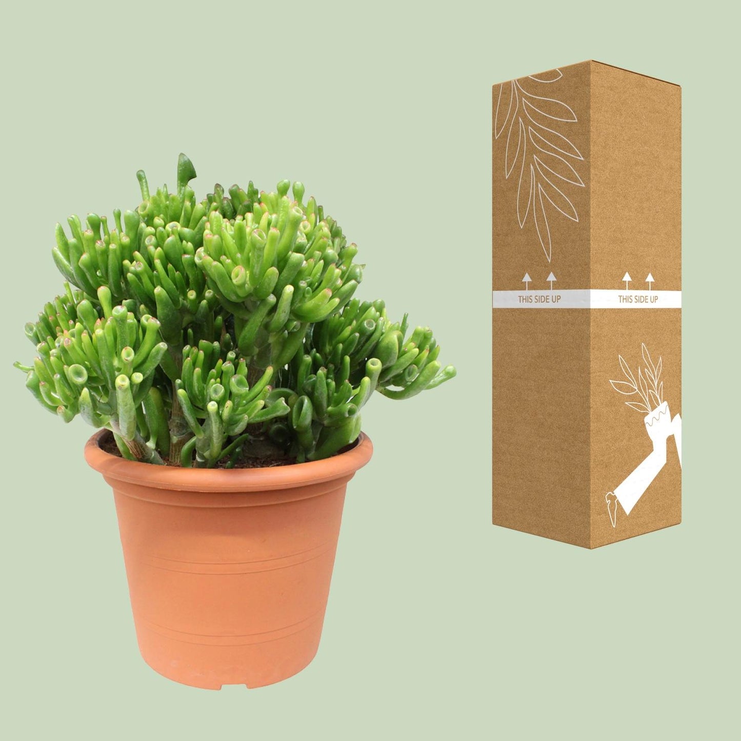 Crassula Hobbit - Ø23cm - ↕35cm - pflanzfix24