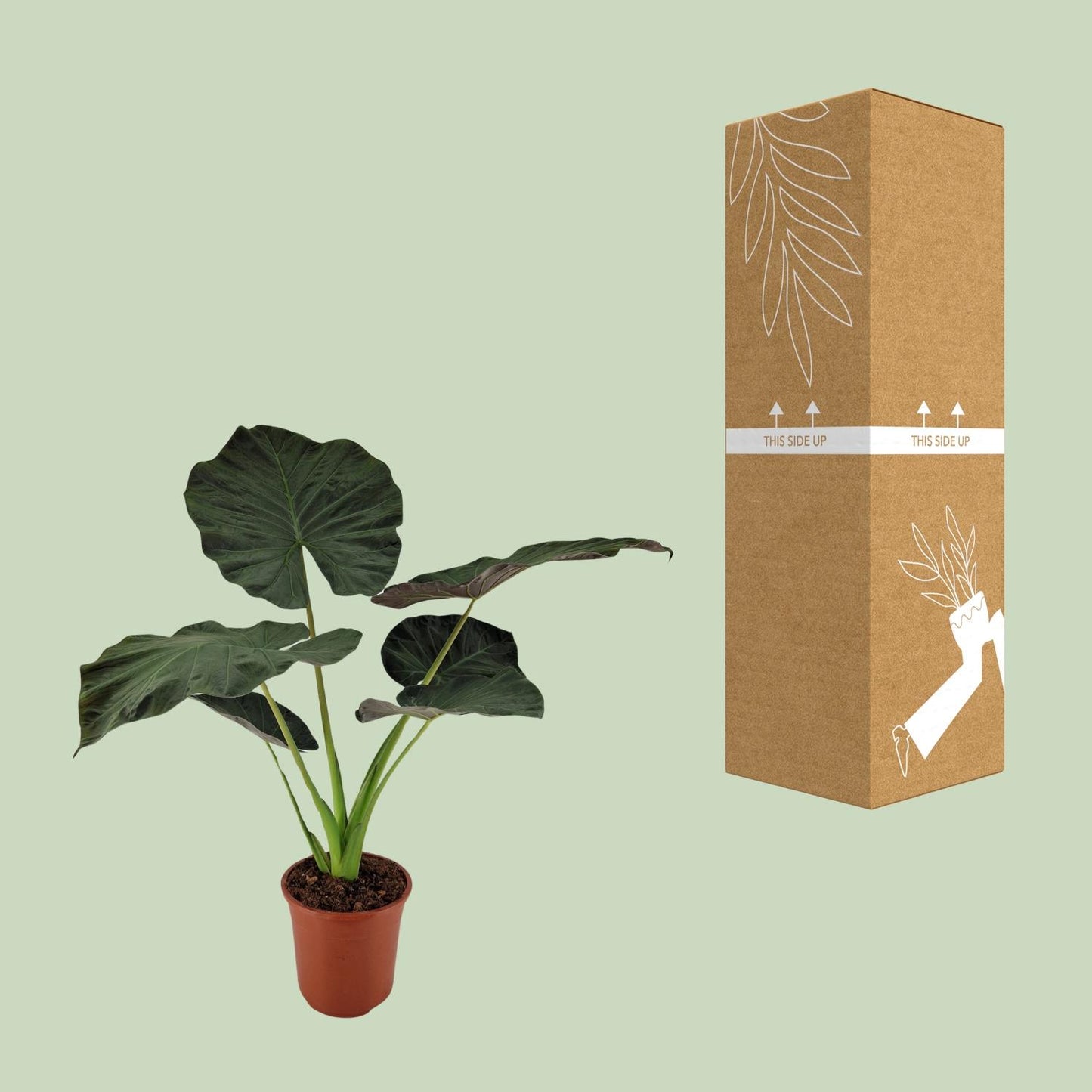 Alocasia Regal Shield - Ø27cm - ↕100cm bei Pflanzfix24