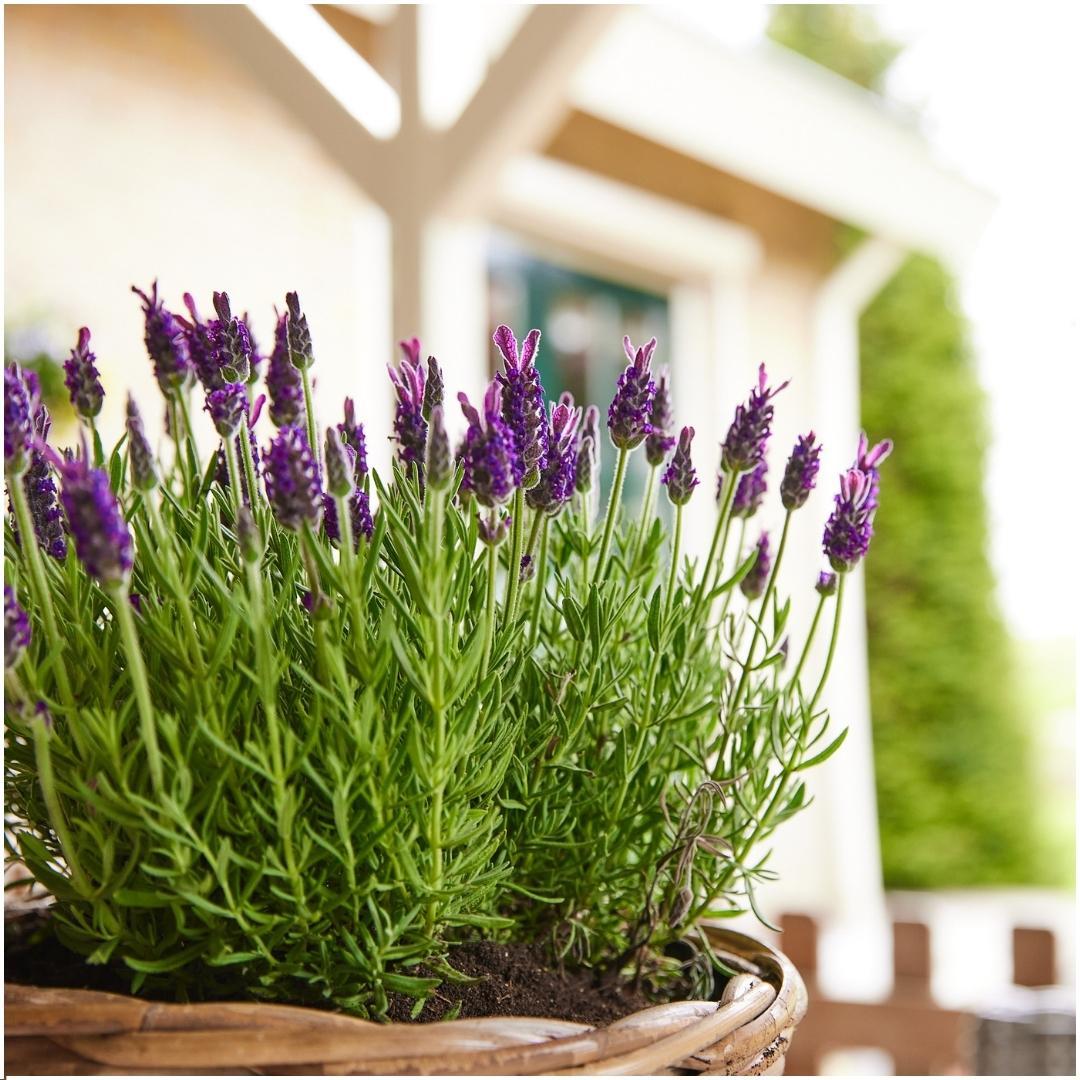 Lavandula stoechas Anouk® 6er-Set – Schopflavendel 12 cm | Pflanzfix24.de - Pflanzfix24.de