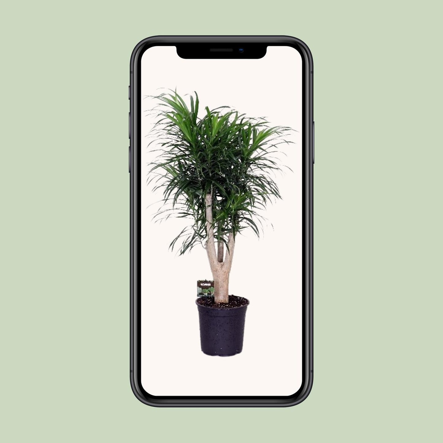 Dracaena Refl. Anita - Ø24cm - ↕90cm - Pflanzfix24