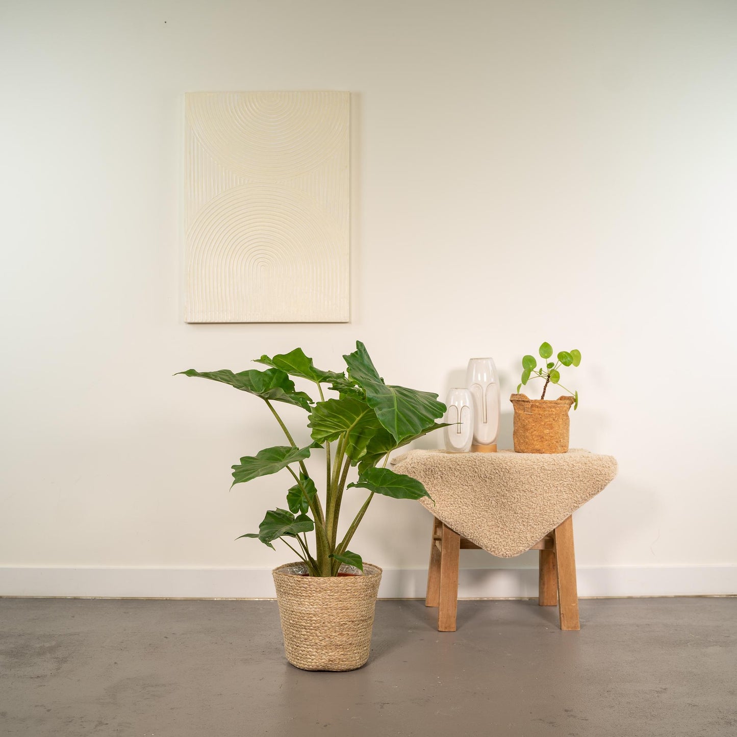 Alocasia Portodora - Ø21cm - ↕80cm + Korb Selin - Pflanzfix24