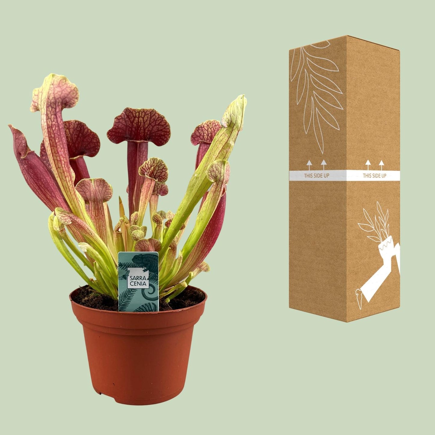Sarracenia Barba - Ø12cm - ↕25cm - Pflanzfix24
