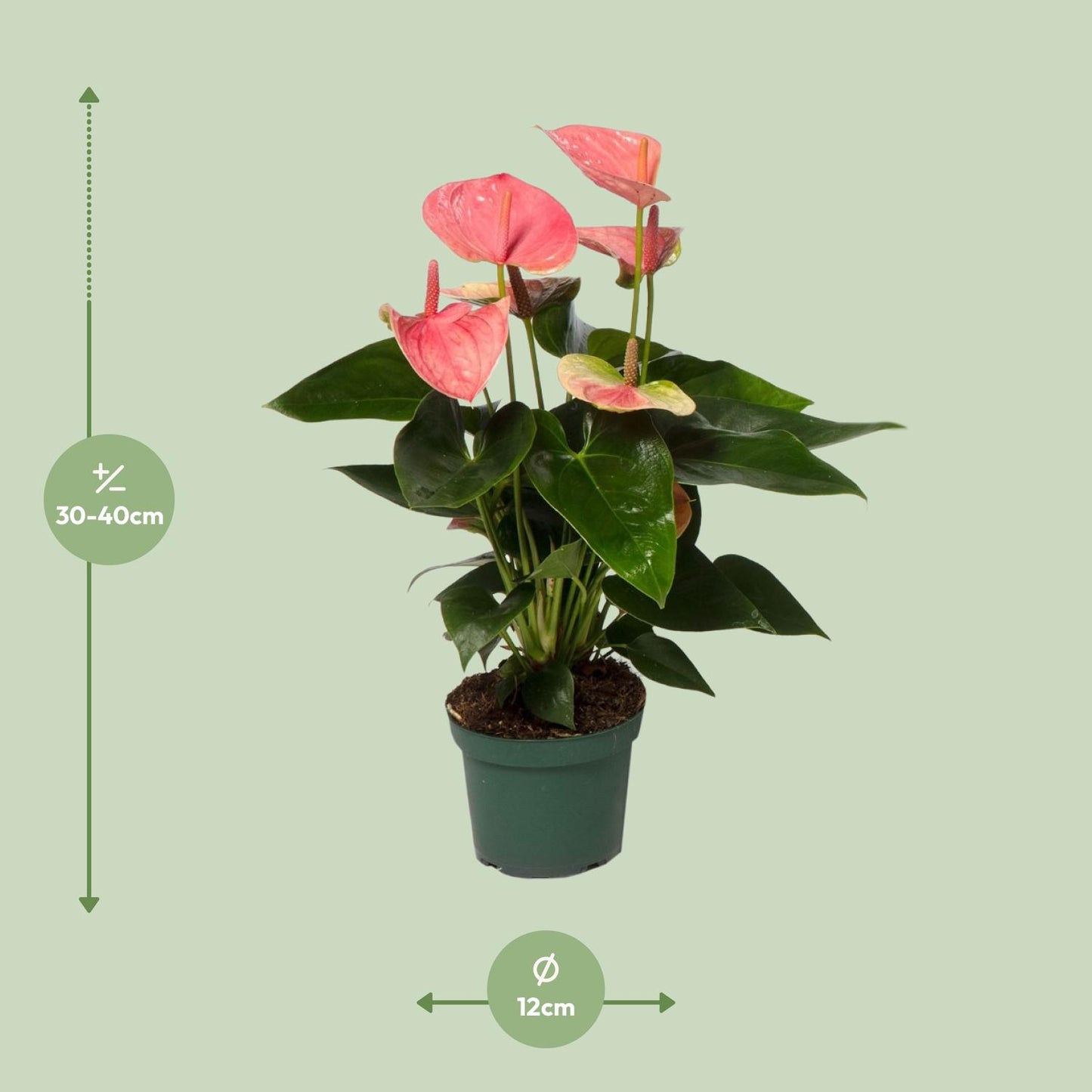Anthurium Sweet Dream - Ø12cm - ↕35cm - Pflanzfix24.de - Pflanzfix24.de