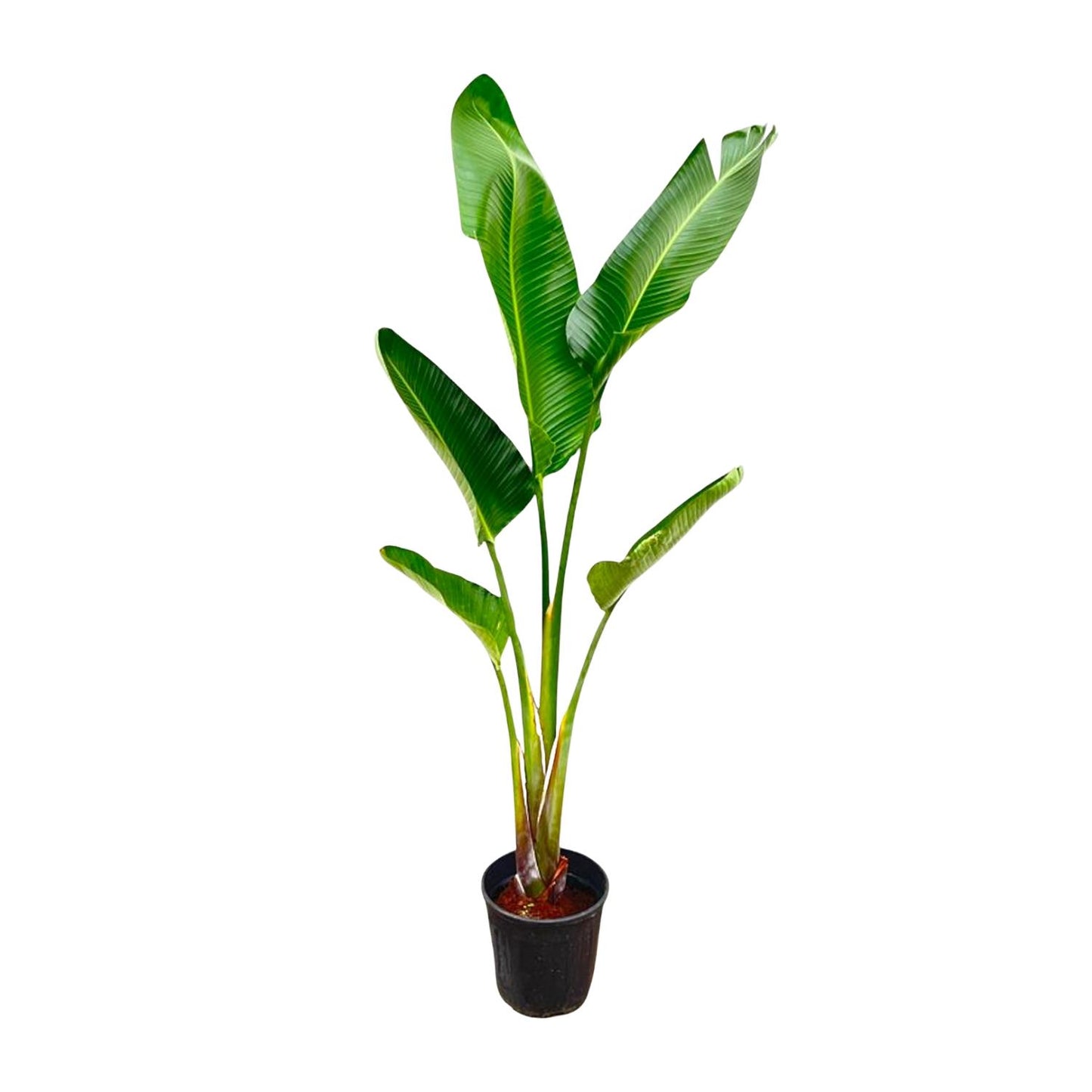 Strelitzia Augusta 210 cm Ø30 – Weiße Paradiesvogel Pflanze | Pflanzfix24.de - Pflanzfix24.de