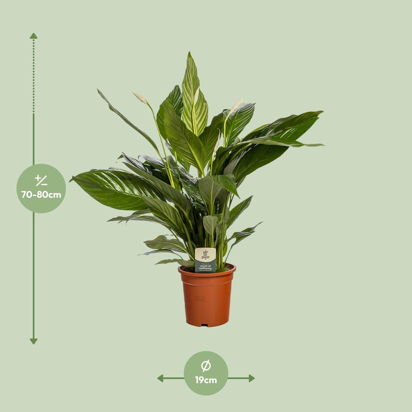 Friedenslilie Spathiphyllum Bingo Cupido – ca. 80 cm | Pflanzfix24.de - Pflanzfix24.de