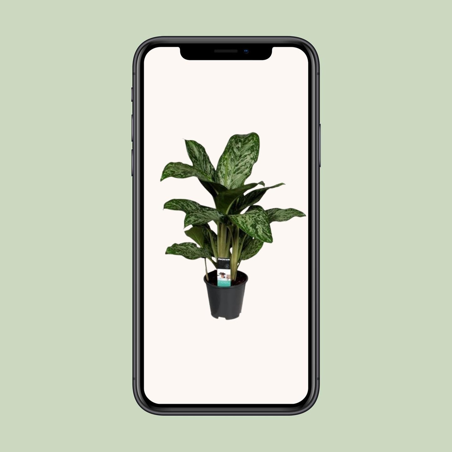Aglaonema Greenlight (Decorum) - pflanzfix24