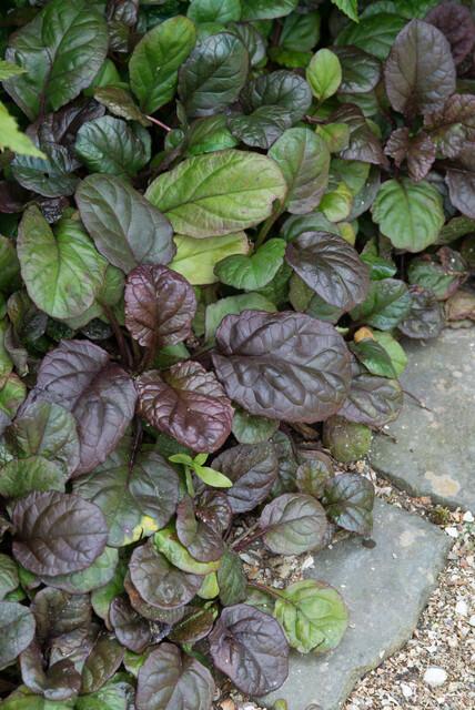 12x Ajuga reptans 'Catlin's Giant' - Pflanzfix24