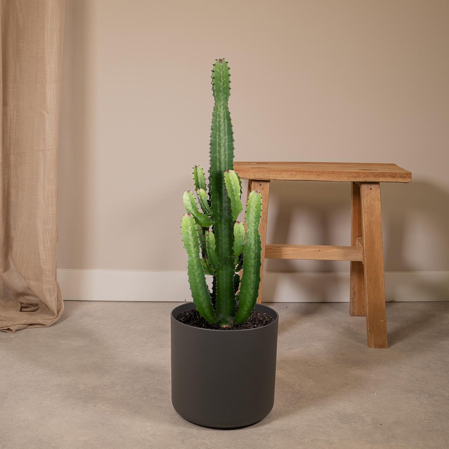 Euphorbia Acrurensis - Ø24cm - ↕60cm bei Pflanzfix24.de - Pflanzfix24.de