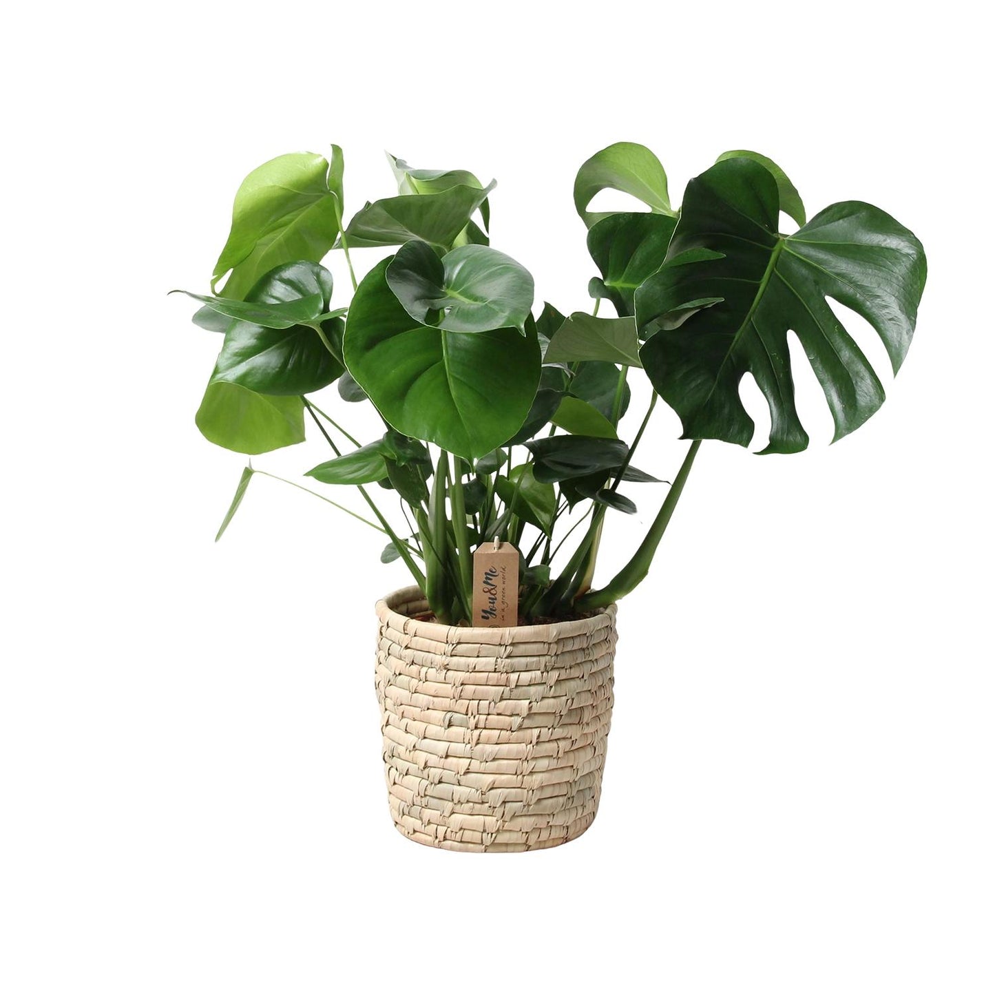Monstera In Basket Palmleaf - Ø21cm - pflanzfix24