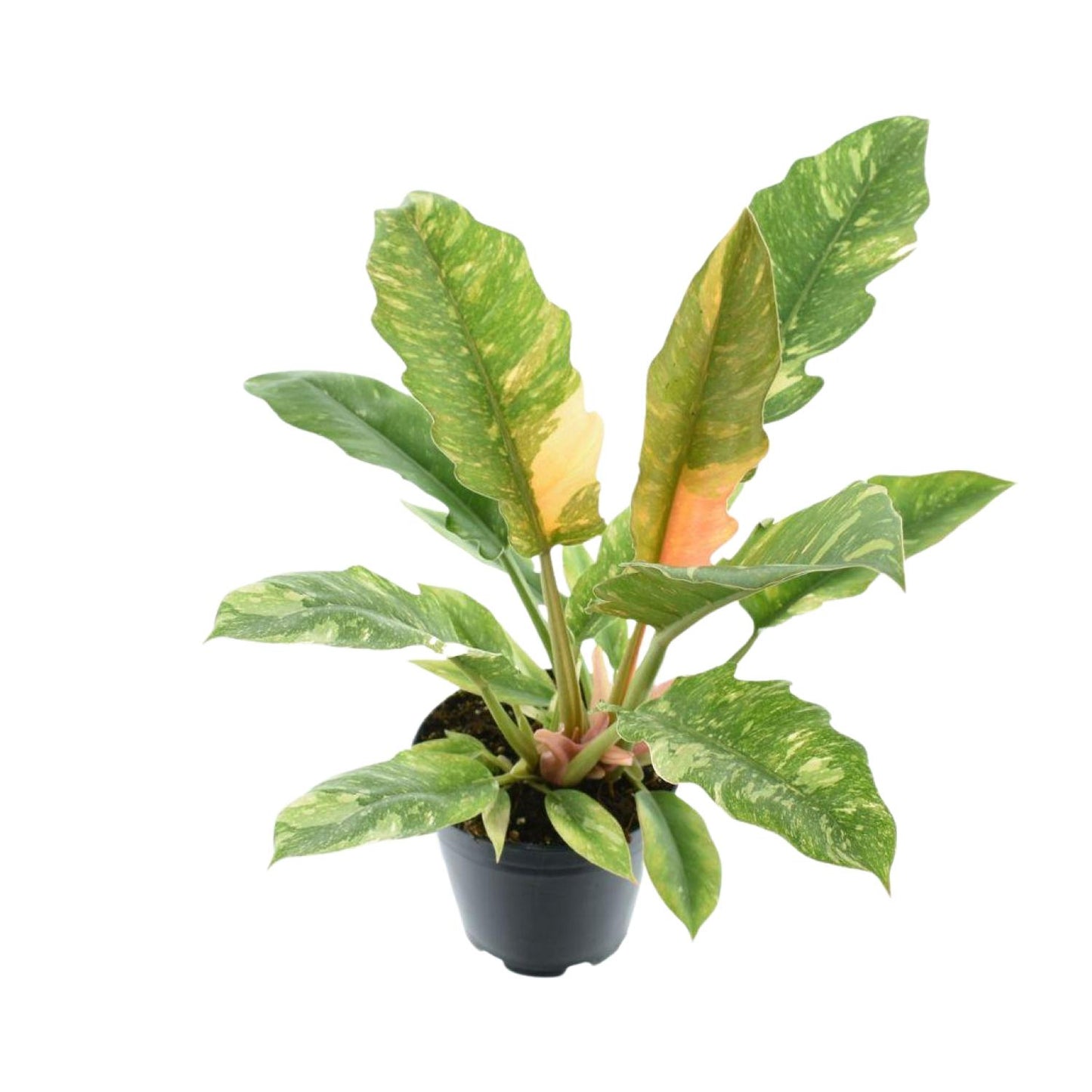Philodendron Narrow 'Ring Of Fire' P14 - Pflanzfix24
