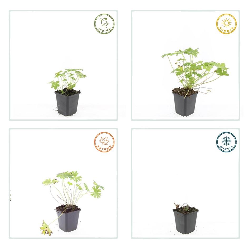 20x Geranium 'Tiny Monster' - Pflanzfix24.de - Höhe 10-25cm, Topfgröße Ø9cm - Pflanzfix24.de