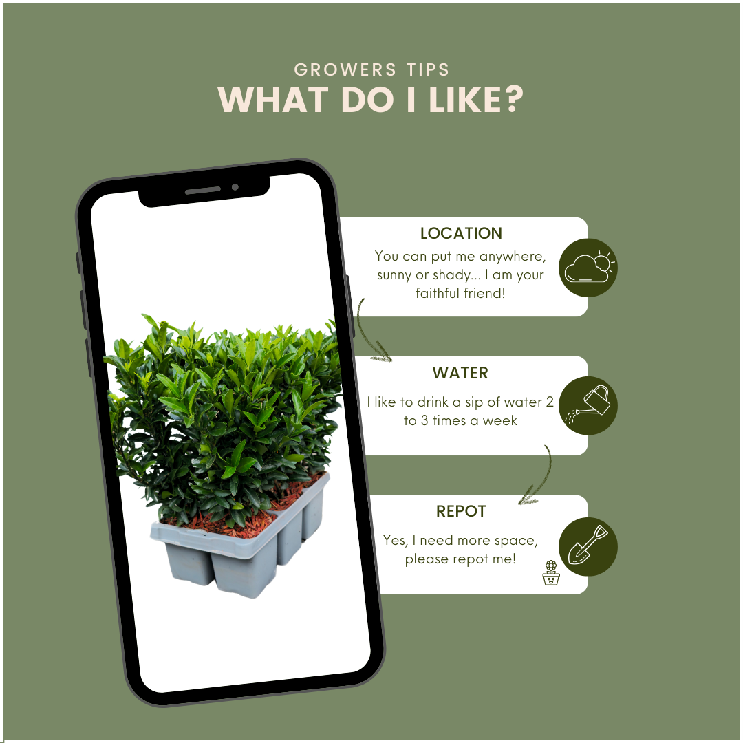 6 x Euonymus 'Green Spire' - 6 x Ø 7 cm - ↨ 15 cm - Pflanzfix24.de - Pflanzfix24.de