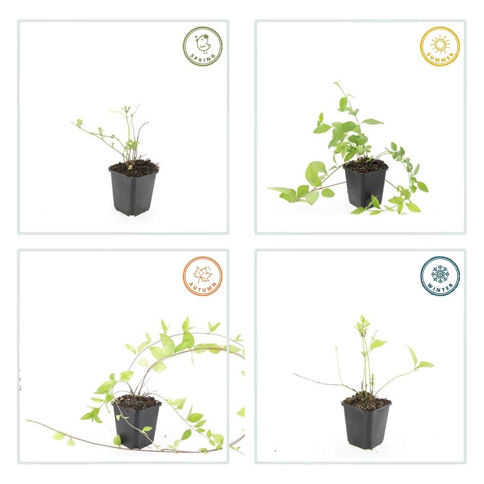 12x Vinca major 'Alba' - pflanzfix24
