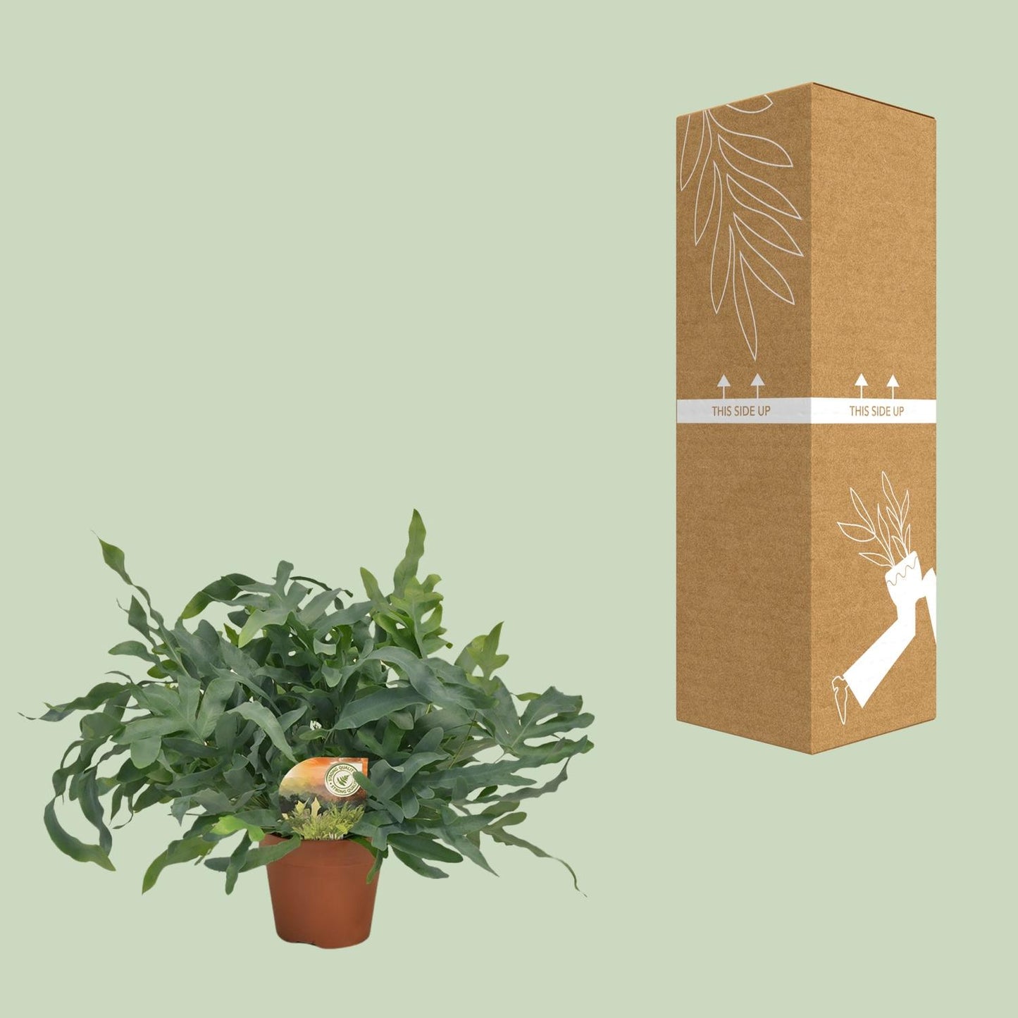 Phlebodium Blue Star 60cm Ø17cm – Große Zimmerpflanze | Pflanzfix24.de - Pflanzfix24.de