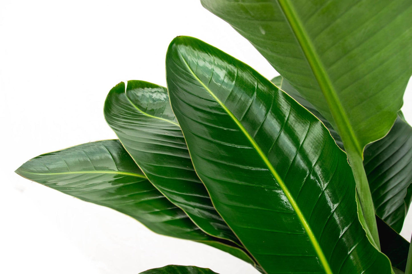 Strelitzia Nicolai de luxe XXL 250 cm Ø40 | Pflanzfix24.de - Pflanzfix24.de
