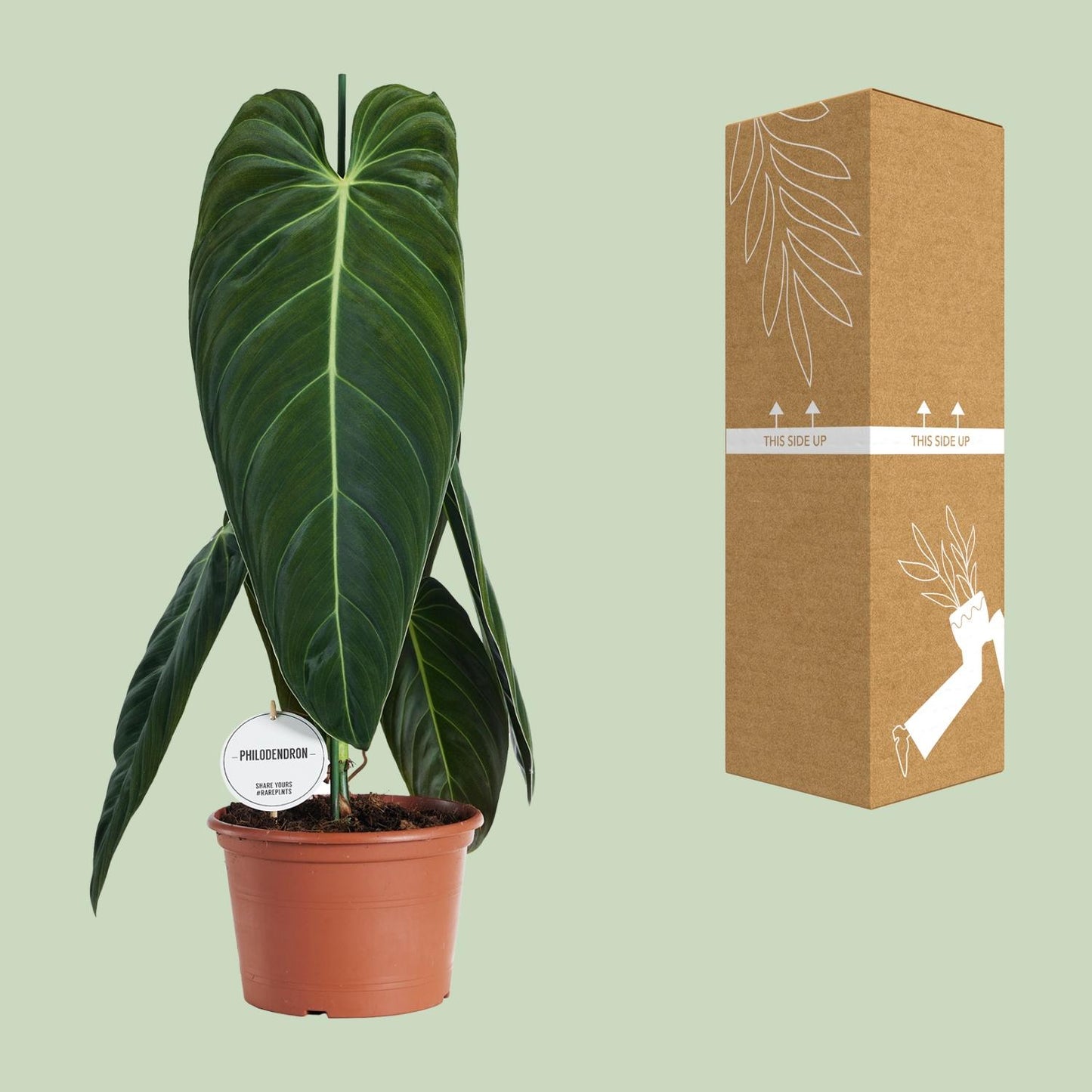 Philodendron Melanochrysum - Ø21cm - ↕75cm bei Pflanzfix24