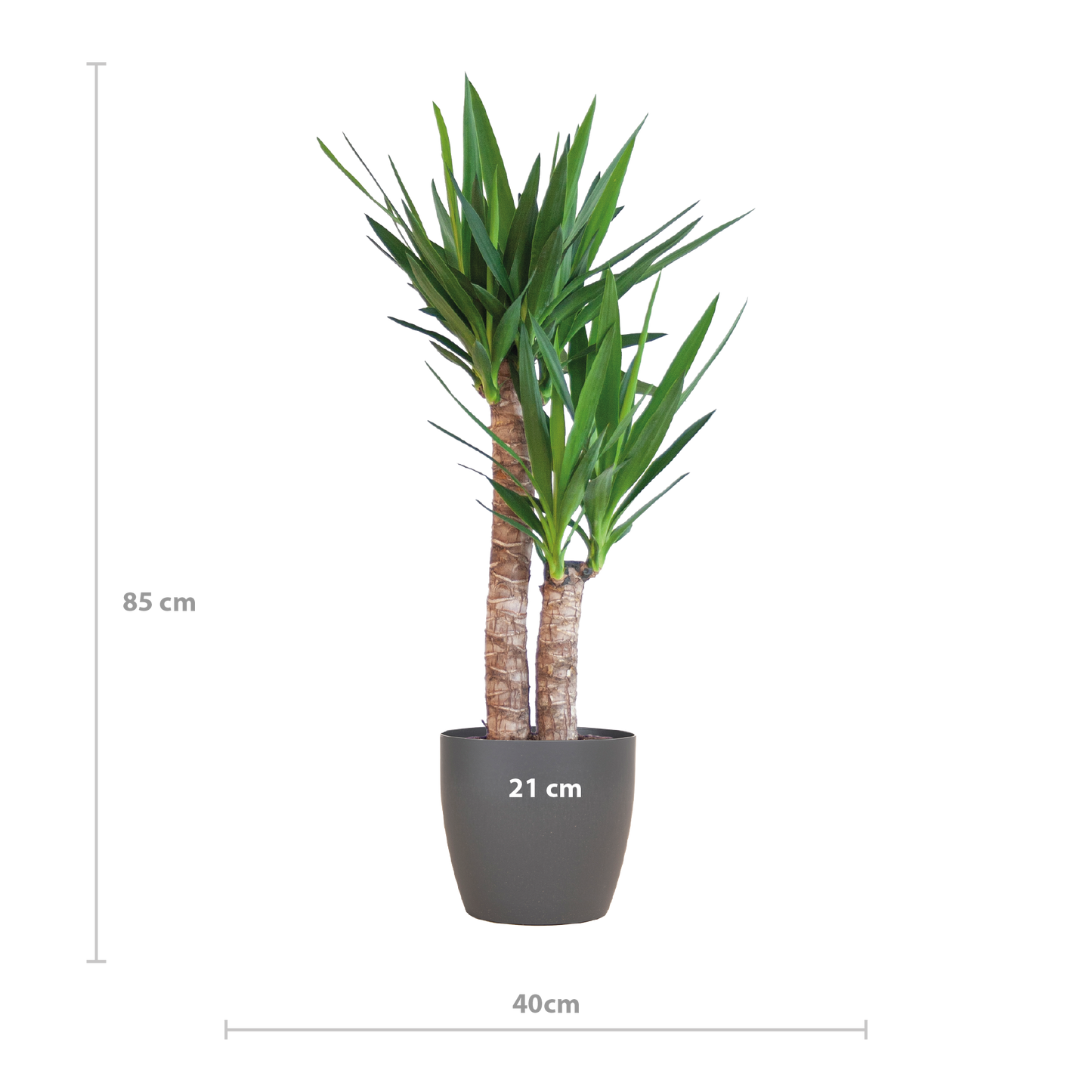 Yucca Elephantipes 90cm mit schwarzem Viber-Topf | Pflanzfix24.de - Pflanzfix24.de
