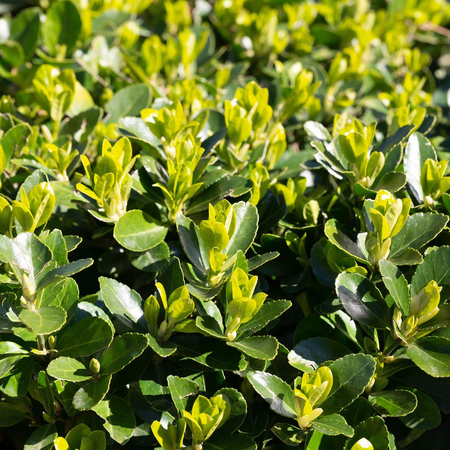 Pflanzfix24.de - Euonymus japonica Green Spire - 6 Pflanzen - 1m - immergrün - Pflanzfix24.de