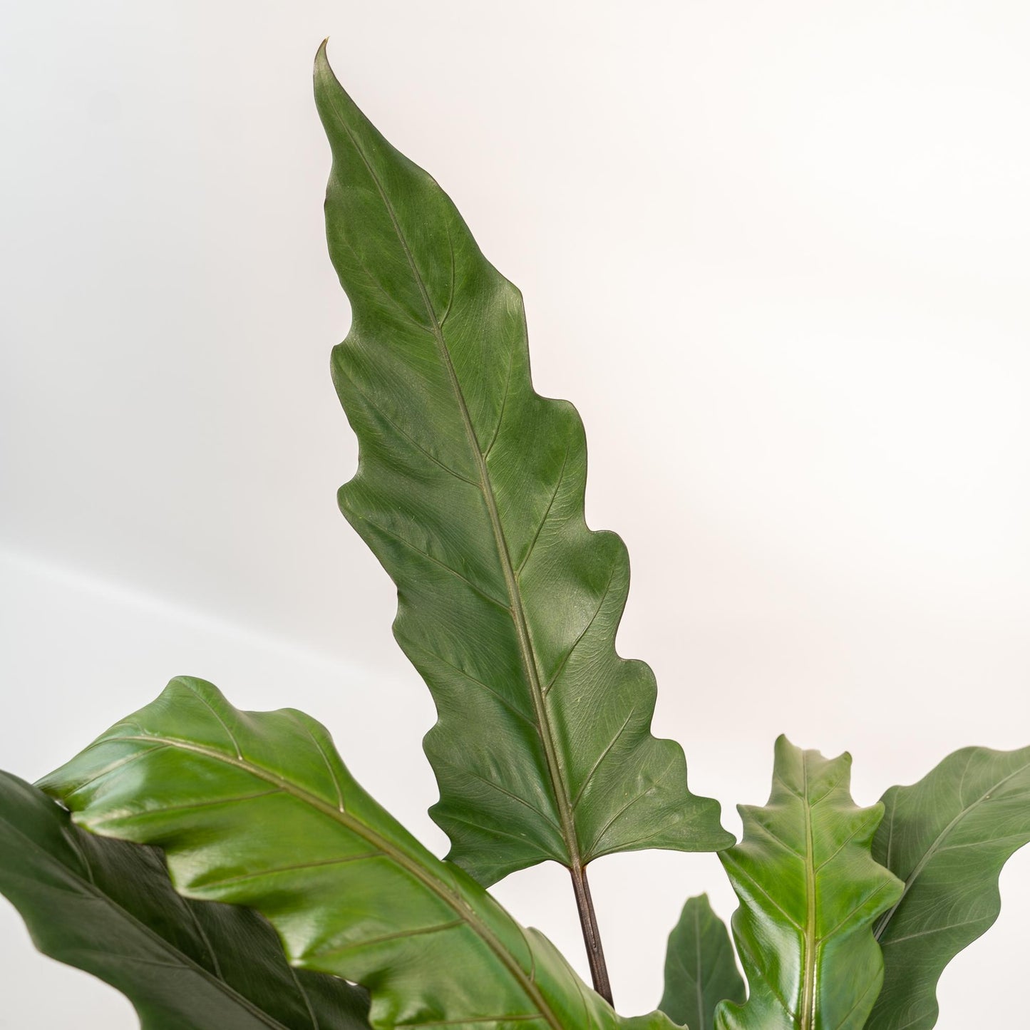 Alocasia Lauterbachiana - Ø19cm - ↕80cm + Korb Selin - Pflanzfix24.de - Pflanzfix24.de