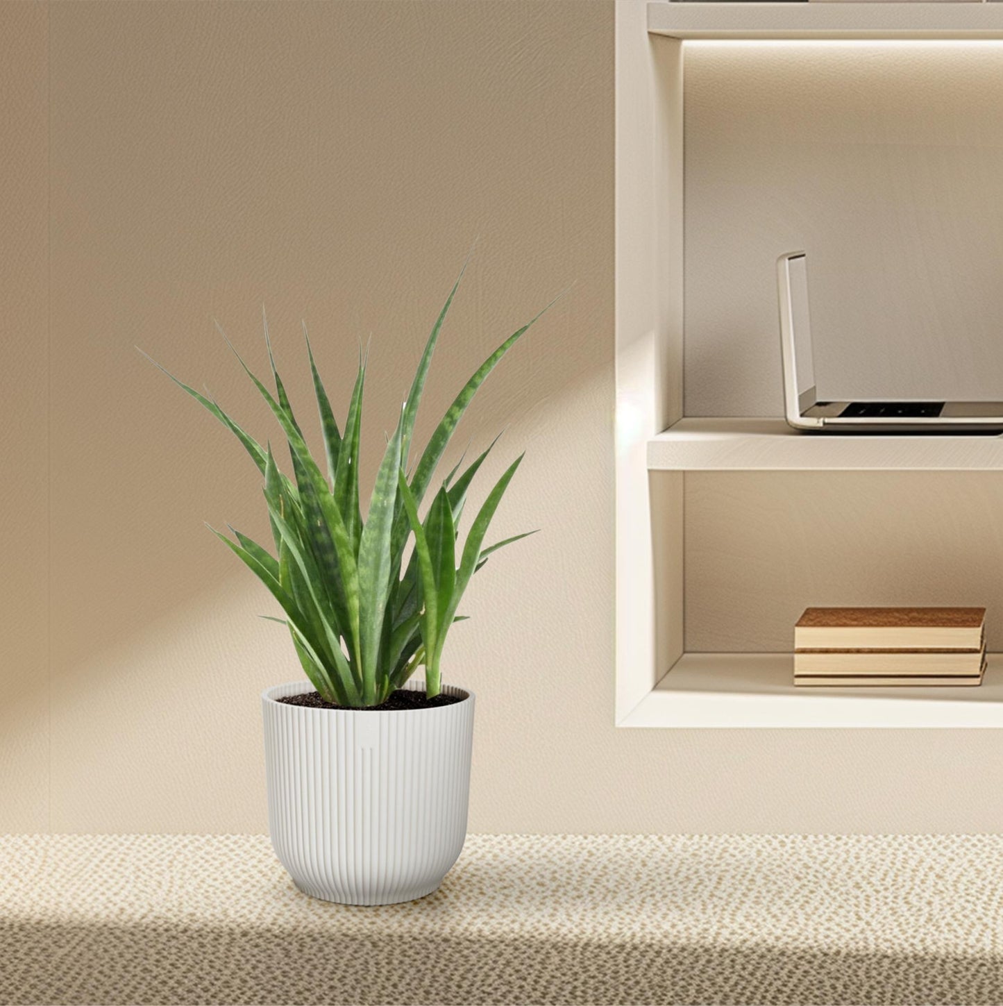Sansevieria kirkii 'Friends' Ø12cm 38cm – Bogenhanf | Pflanzfix24.de - Pflanzfix24.de
