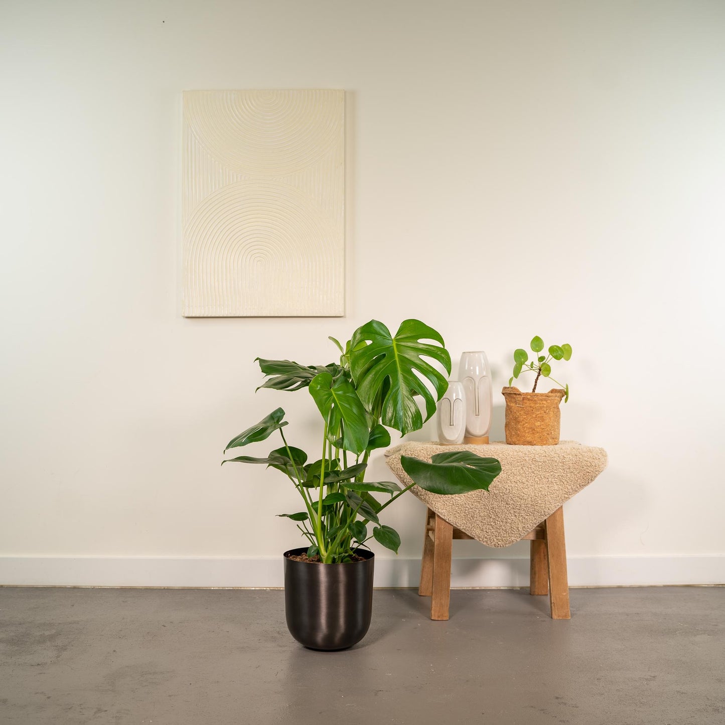 Monstera Deliciosa 80 cm Ø21cm + Pot Mayk Lead | Pflanzfix24.de - Pflanzfix24.de