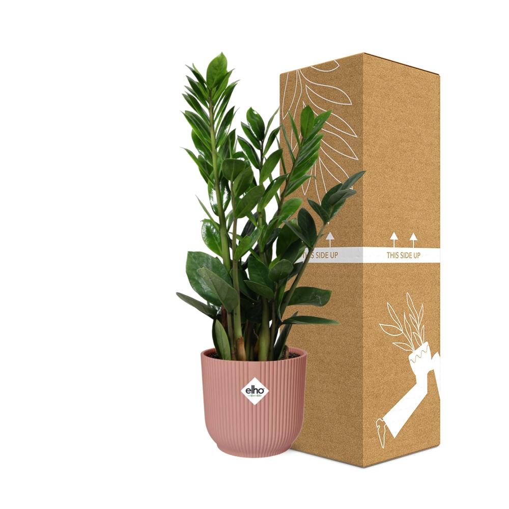 Zamioculcas ZZ-Pflanze 45–50 cm im rosa Elho-Topf – pflanzfix24