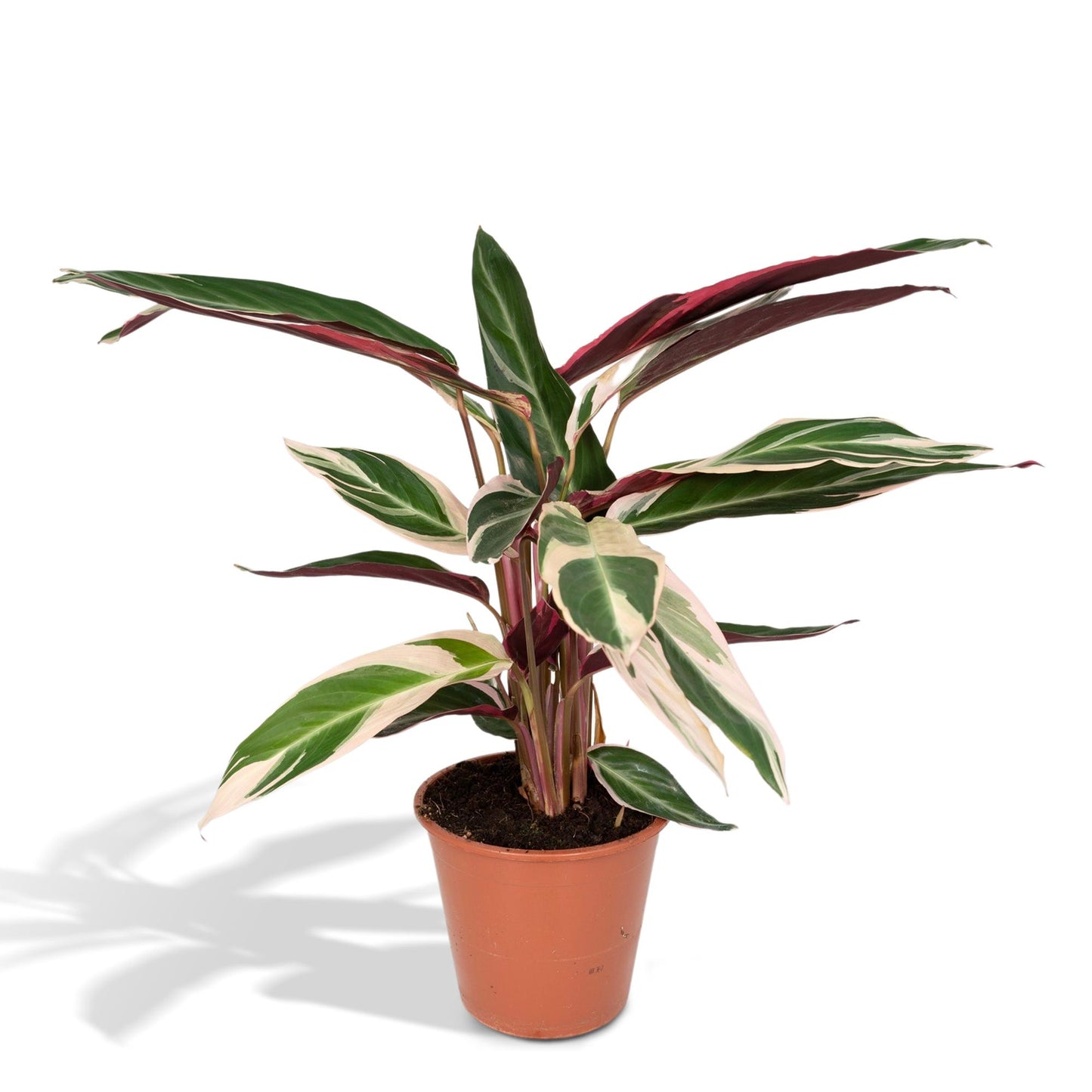 Calathea Triostar - Pfauenpflanzet - Ø19cm - ↕70cm