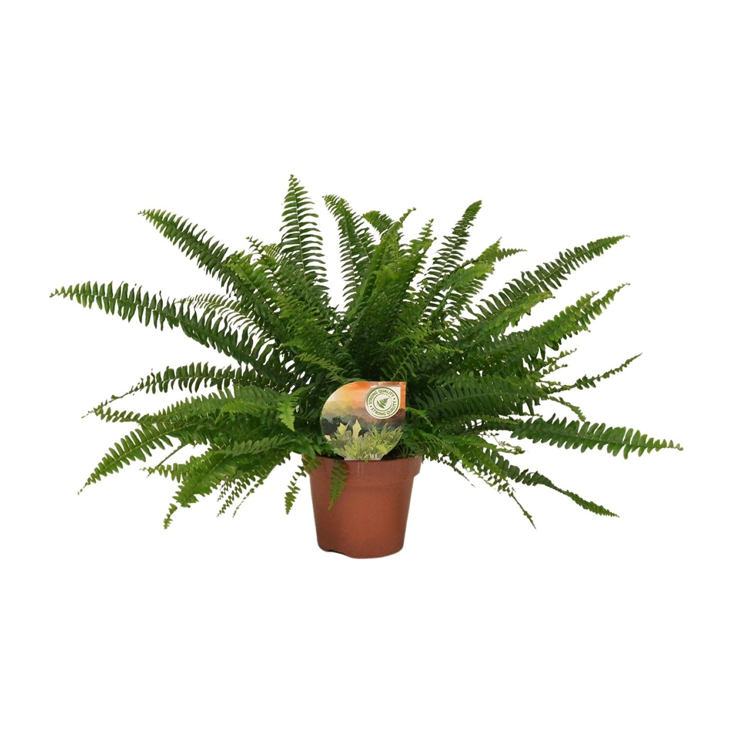 Nephrolepis „Grüne Dame“ Boston-Farn Ø17cm | Pflanzfix24.de - Pflanzfix24.de