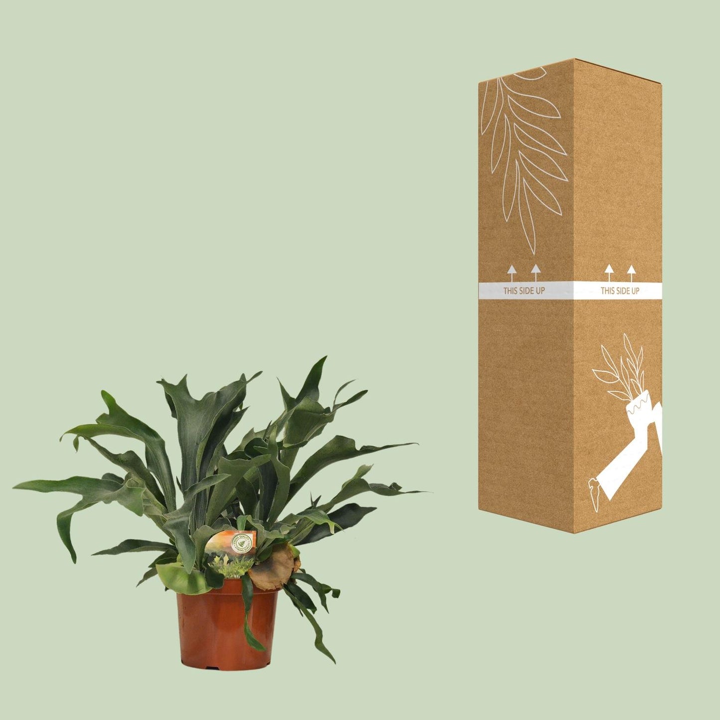 Platycerium Bifurcatum Geweihfarn Ø26cm – 80cm hoch | Pflanzfix24.de - Pflanzfix24.de