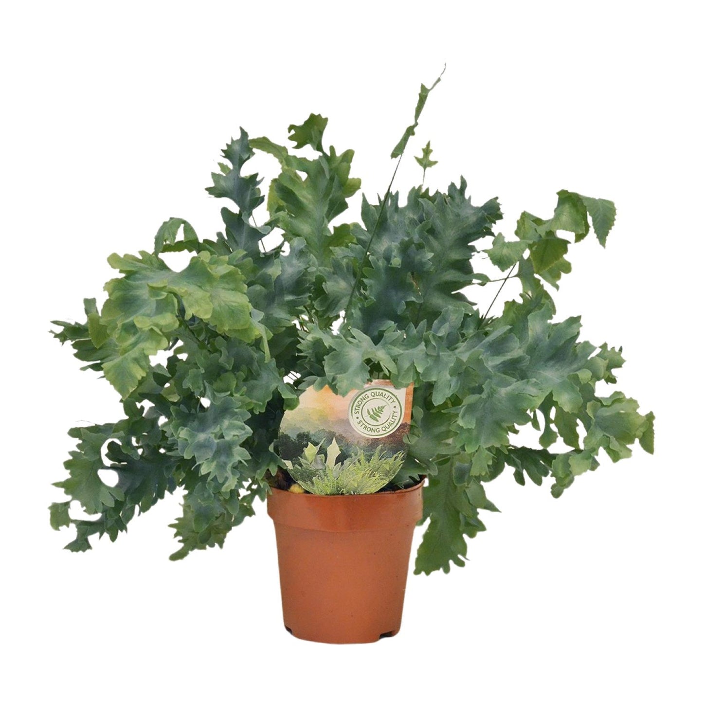Phlebodium Davana 35cm Ø12cm – Goldener Brauner Wurmfarn | Pflanzfix24.de - Pflanzfix24.de