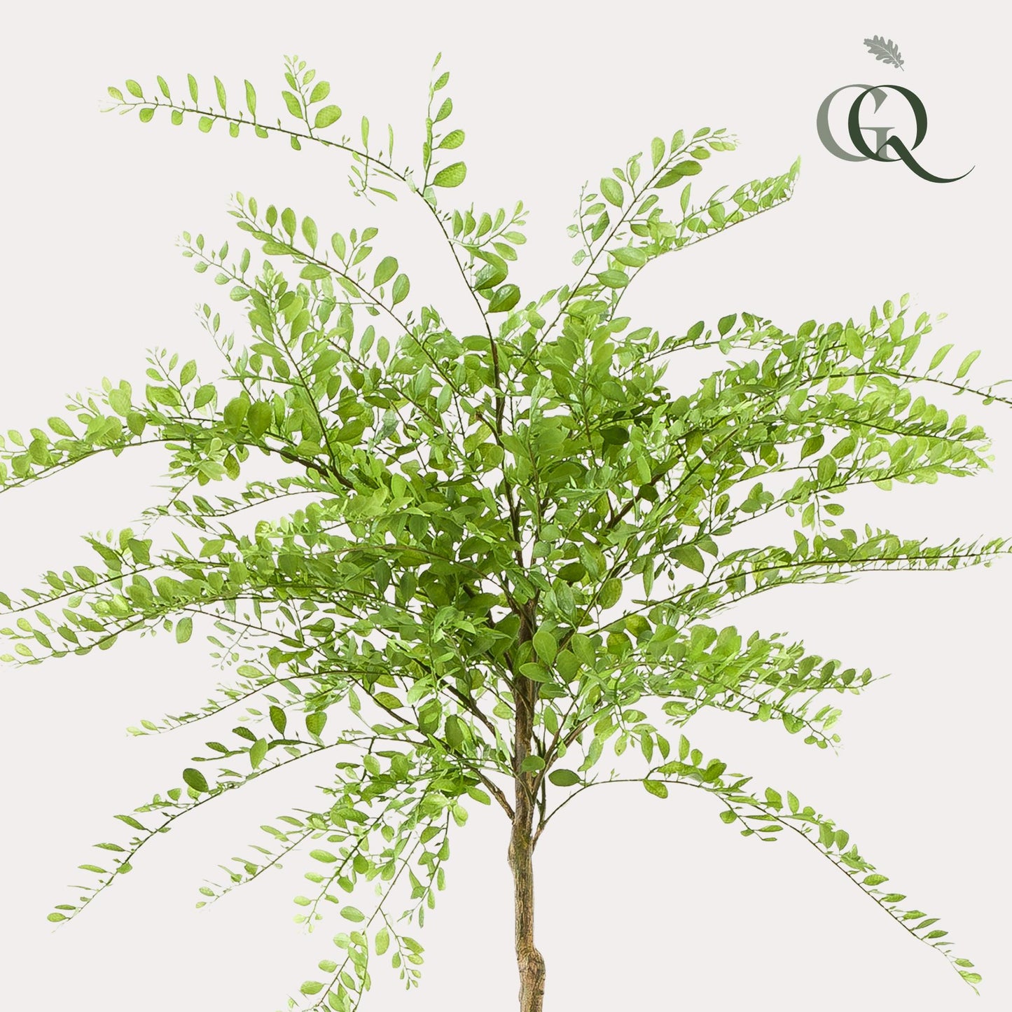 Kunstpflanze Sophora Tree 190 cm – Honigbaum | Pflanzfix24.de - Pflanzfix24.de