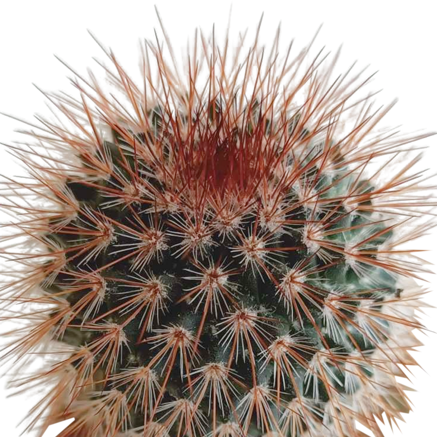 Kakteenmischung 5,5 cm - 5x - in Mexicaanse pot - Pflanzfix24.de - Pflanzfix24.de