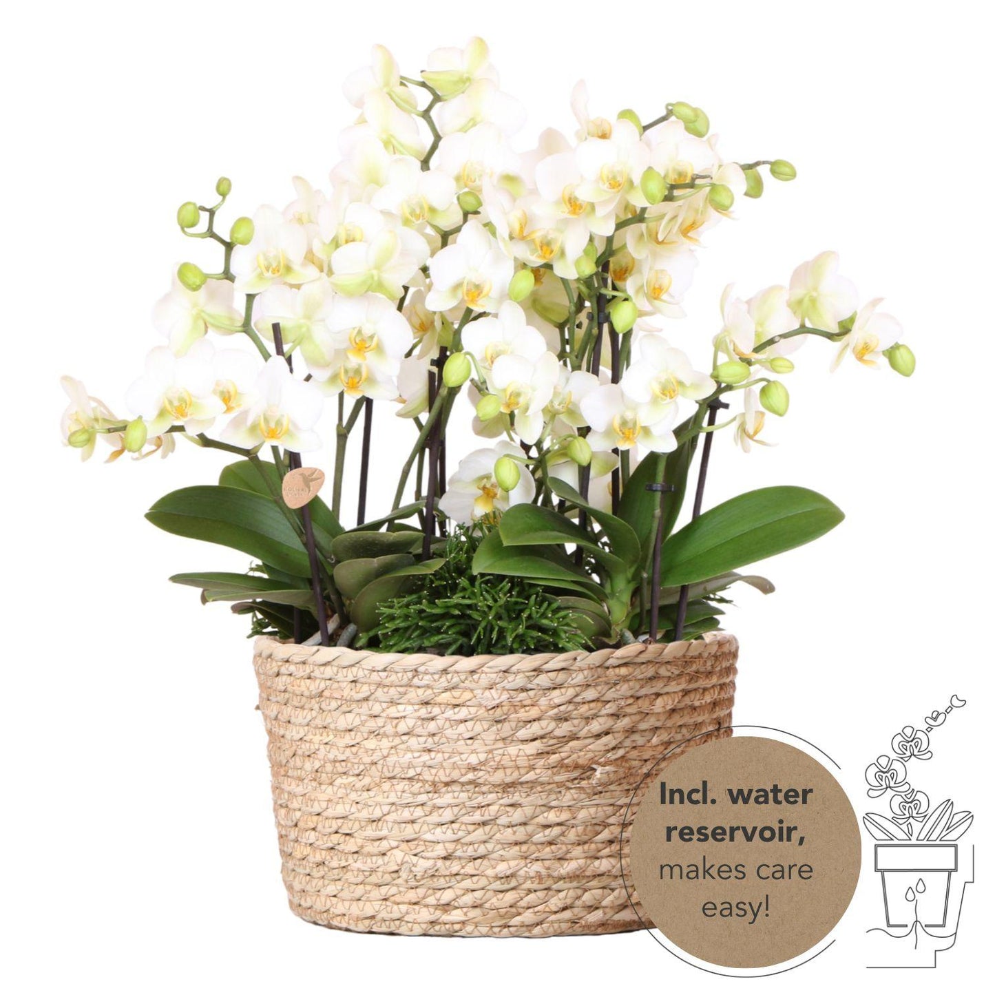 Kolibri Orchideen Set Weiß mit Wassertank – Pflanzfix24.de - Pflanzfix24.de