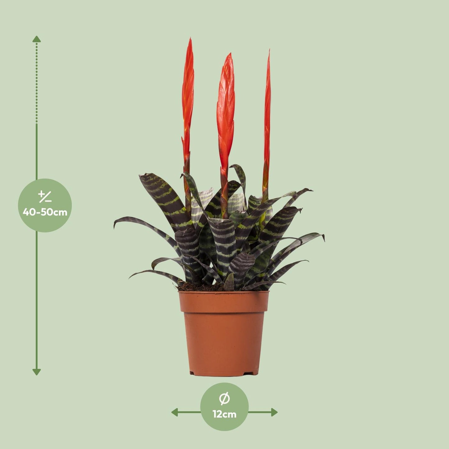 Vriesea Era Toef - Ø12cm - Pflanzfix24